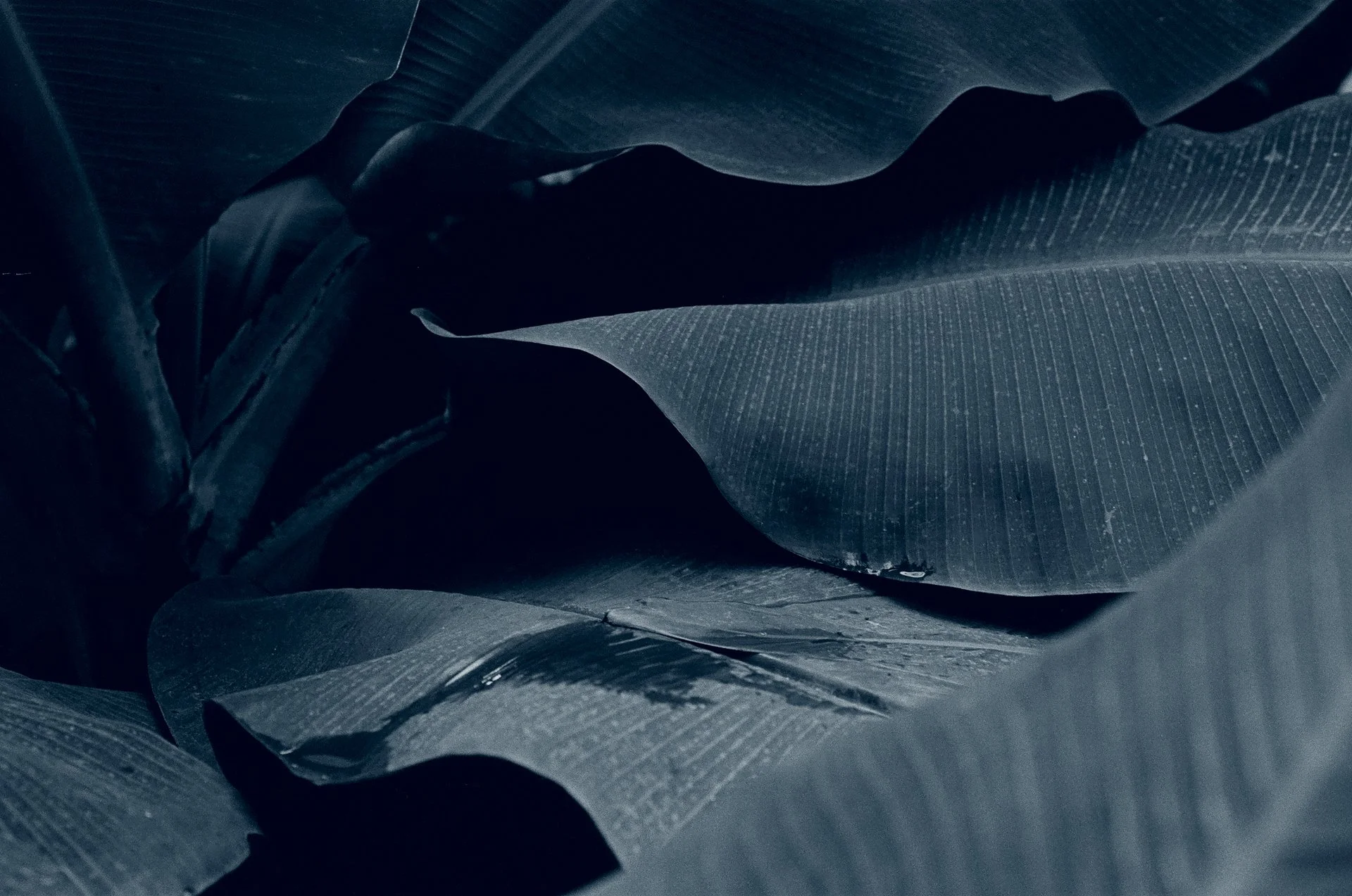 Blue Hour -October 22, 2024 - 16-6.jpg