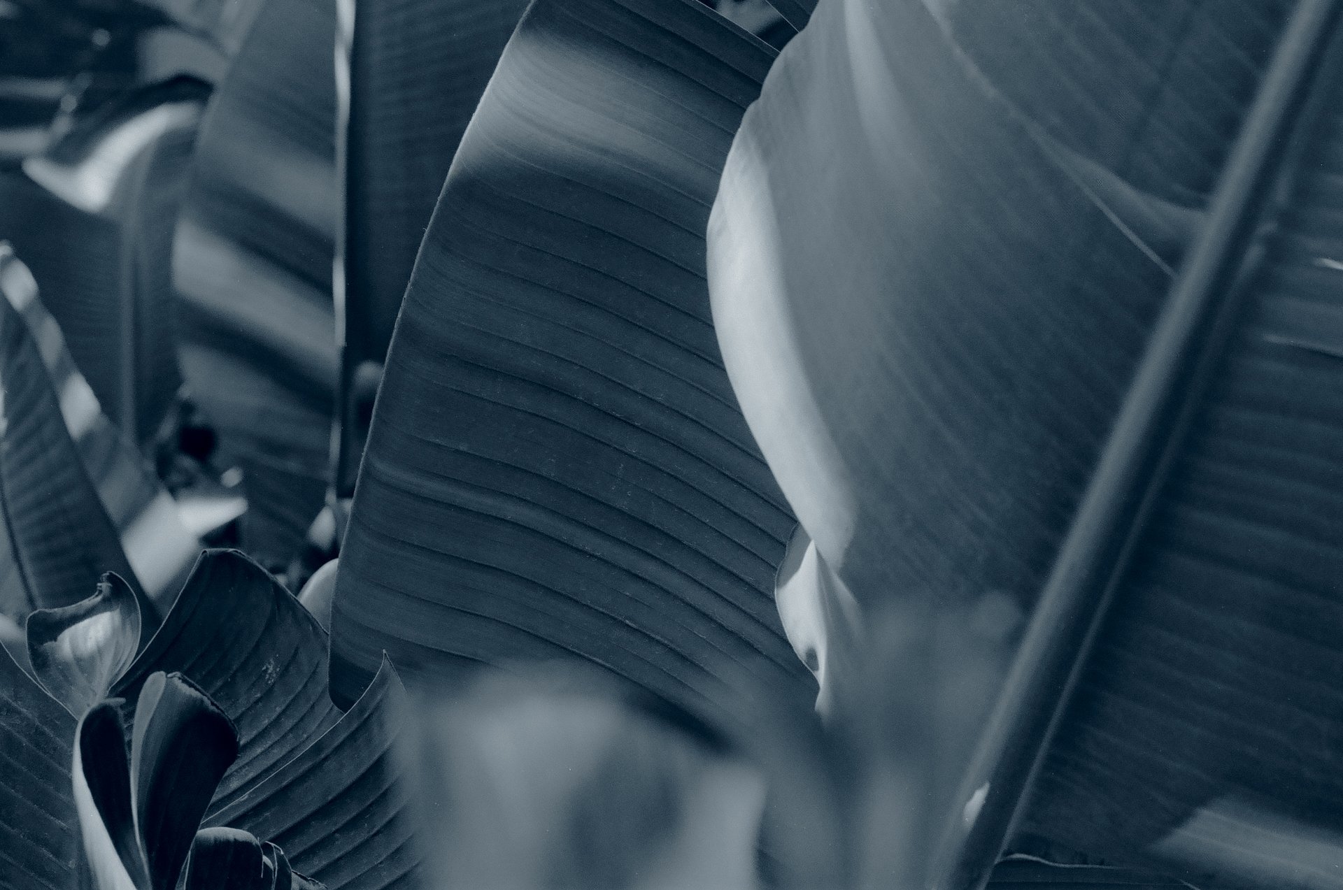 Blue Hour -January 25, 2024 - 16.jpg