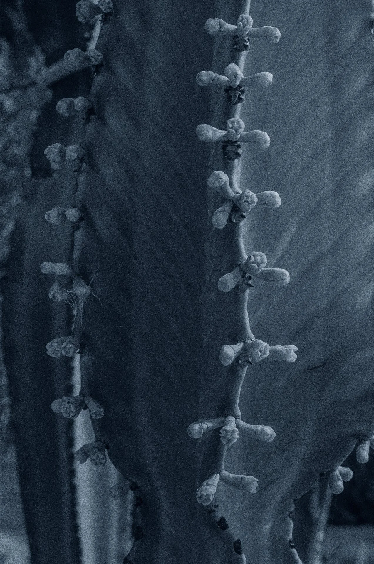 Blue Hour -October 22, 2024 - 16-8.jpg