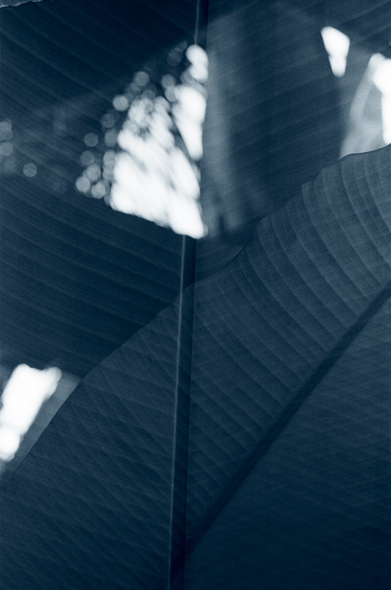 Blue Hour -October 22, 2024 - 16-5.jpg