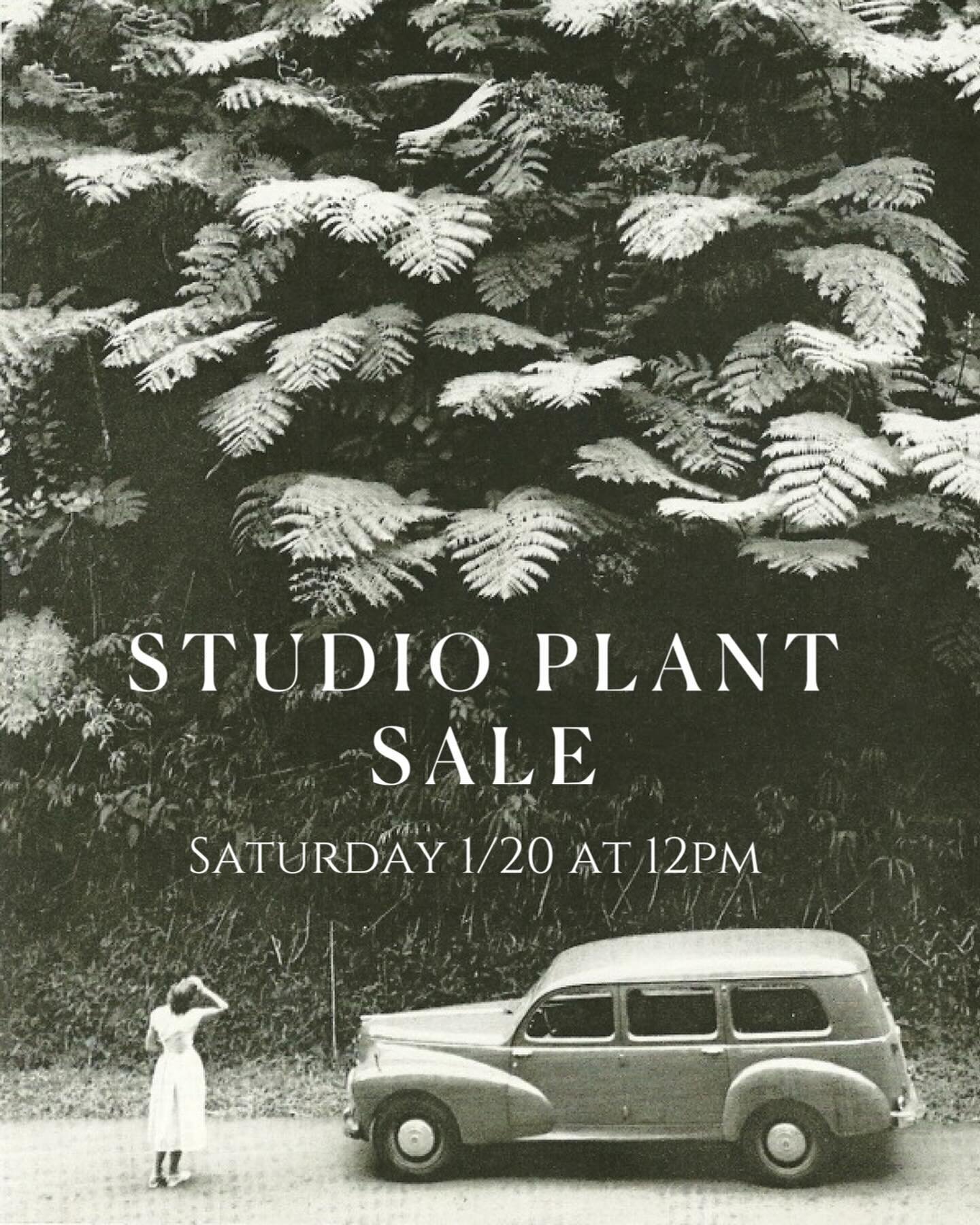 STUDIO PLANT SALE 
Saturday 1/20 at 12pm 

~all plants will be posted on our stories at 12pm 

~1st come 1st serve 

~DM &quot;SOLD&quot; to purchase

~You will have 5 mins to send venmo before moving on to the next person