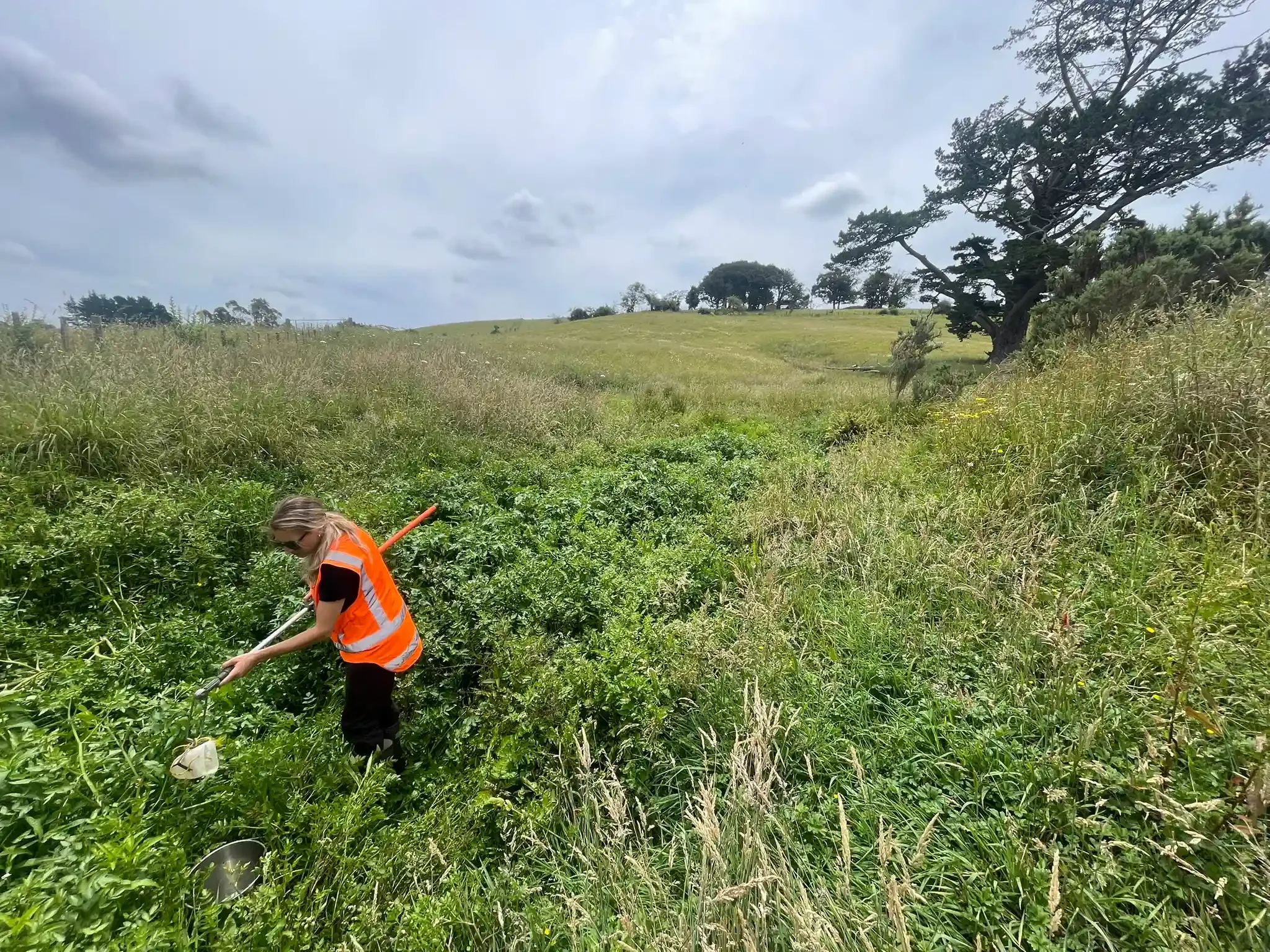 SQN GeoSciences Compliance Monitoring A woman in a high-visibility orange vest is working in a lush green field with tall grass, collecting plant samples with a tool, under a partly cloudy sky with some trees in the background.