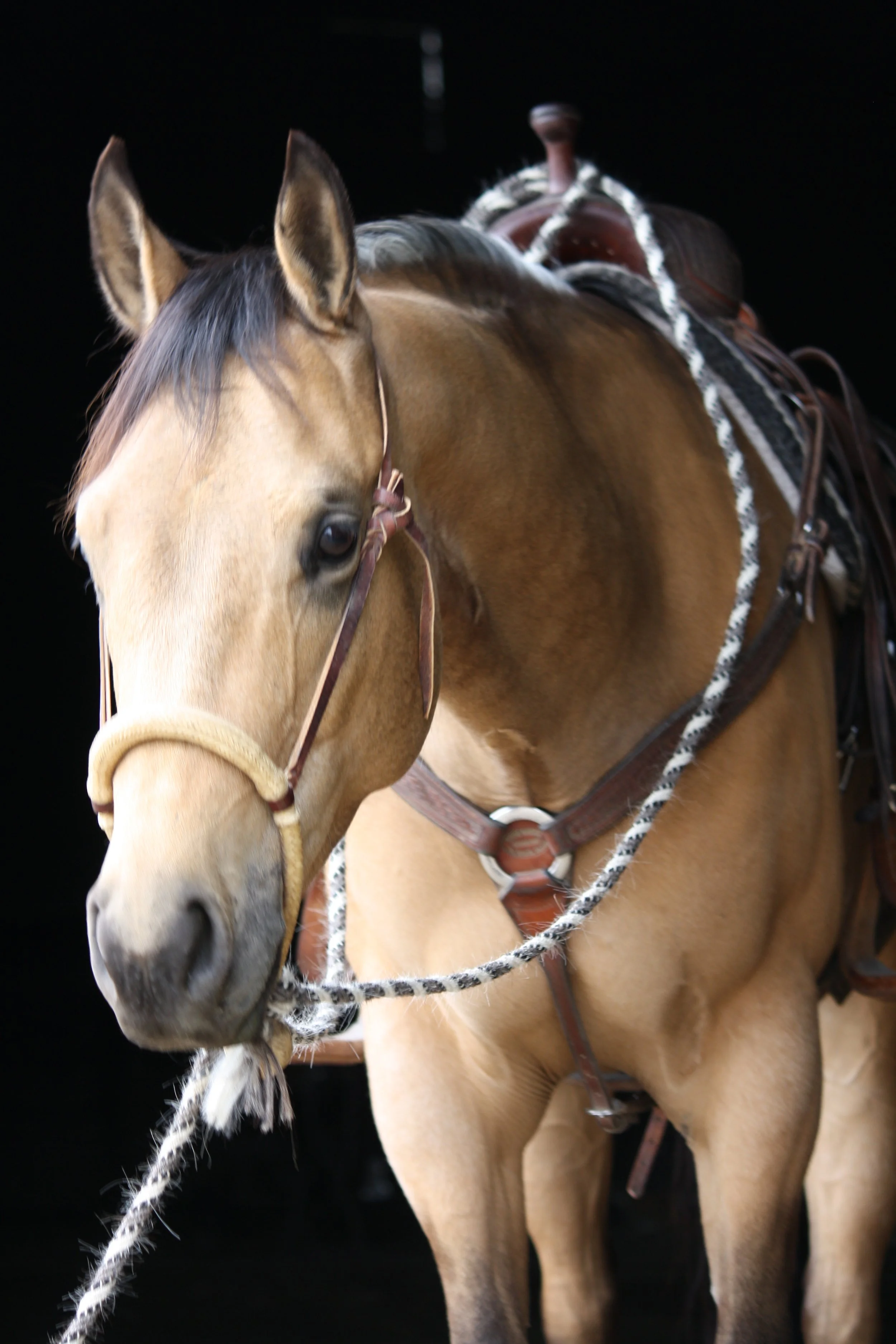 IMG_9794.JPG   flint hackamore.JPG