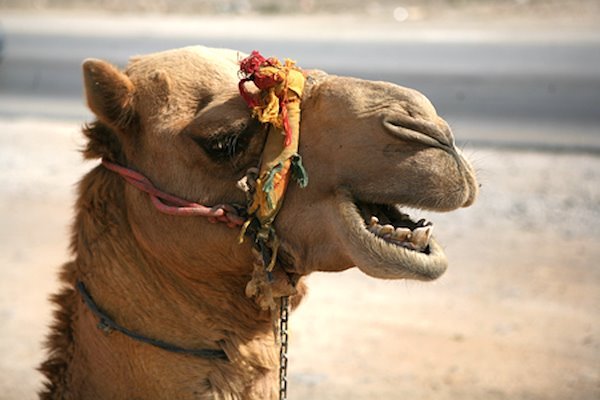 camel3.jpg