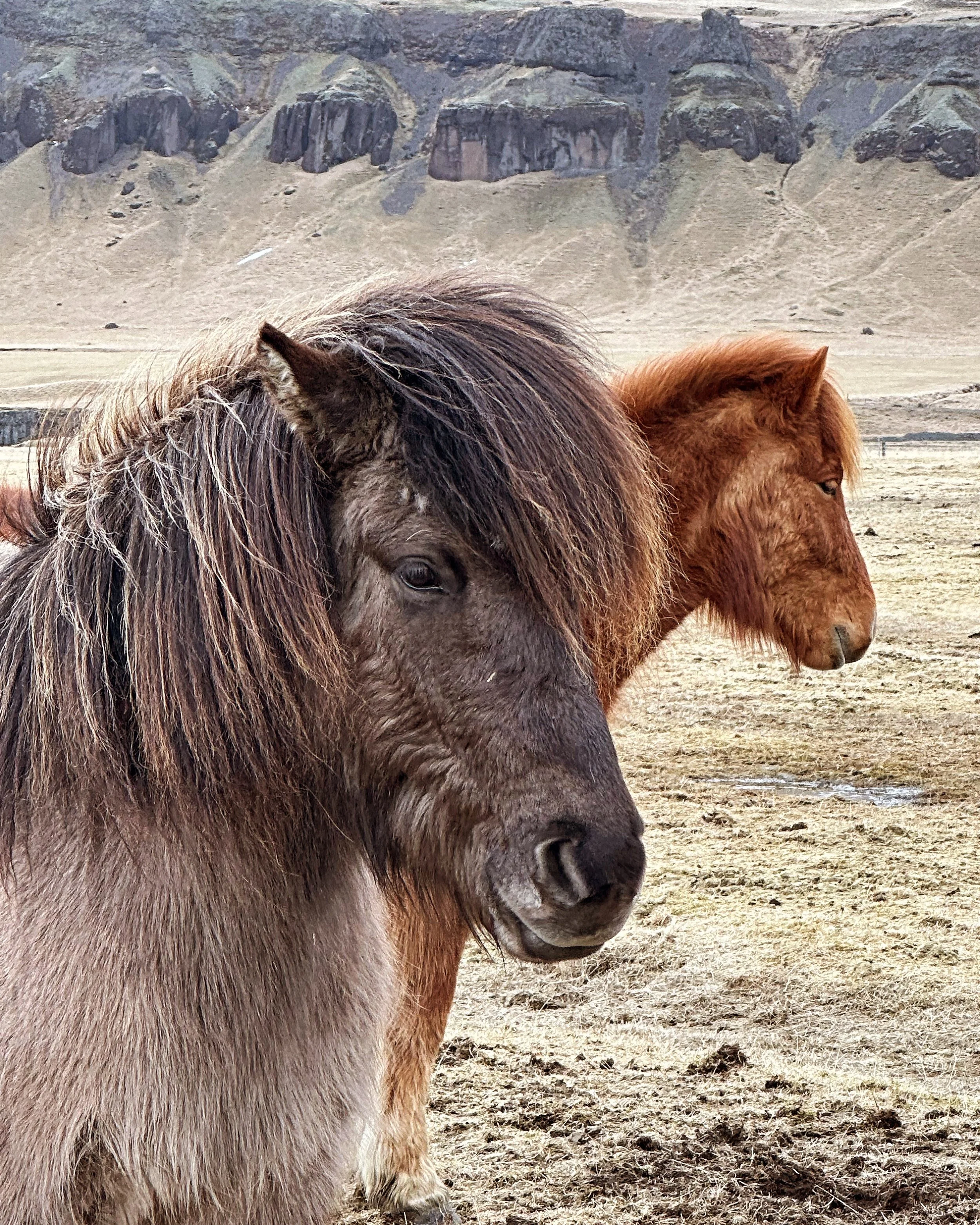 Icelandic Horses