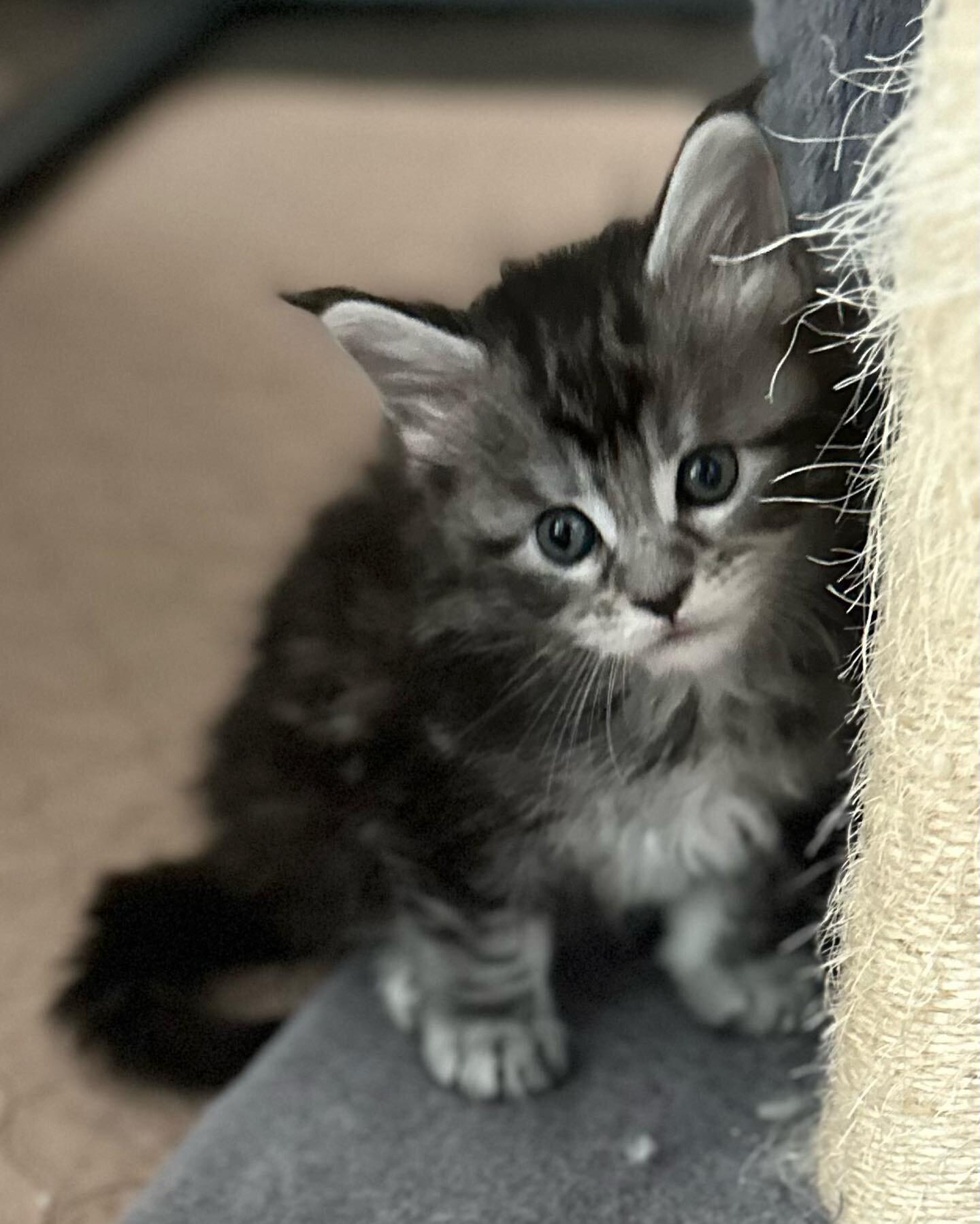 5 week old Mainecoon kittens.