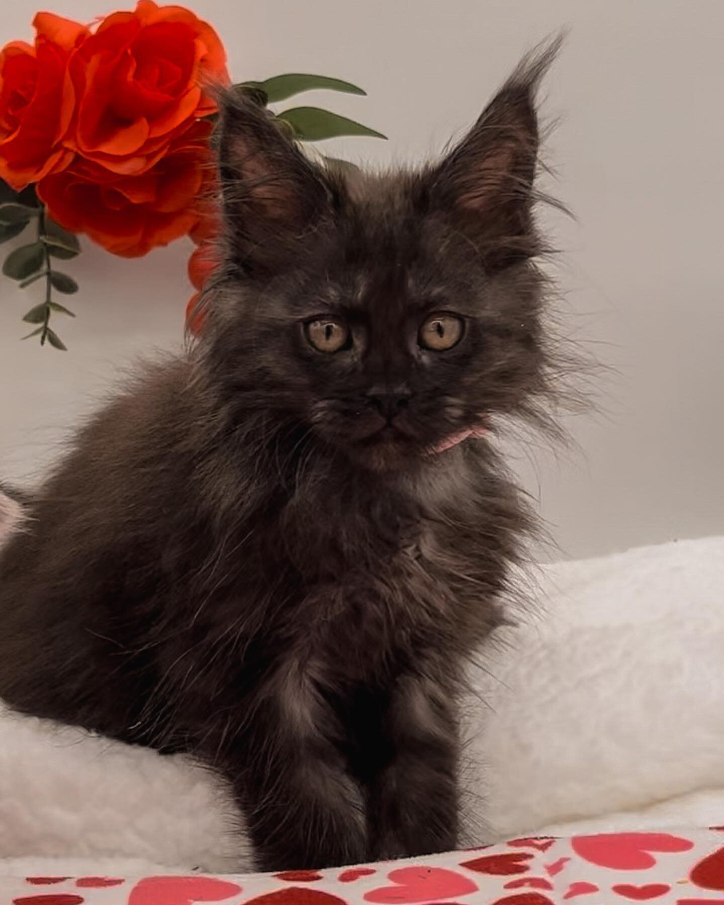 All our kittens would be the purrfect gift for Valentine&rsquo;s Day 💗

.

.

.
Contact us to give these kittens a home!

#mainecoon #mainecooncat #catstagram #catlover #kittens&nbsp; #instakitty #catsofinstagram #cats_of_instagram #catpic #kittycat
