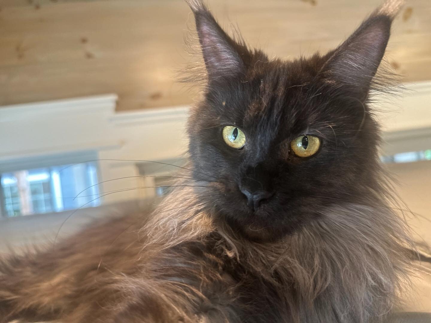 Mainecoon kitten available - Annalise - Female - Black Smoke . DOB 01/02/23. Pm for info or go to Okiekatz.com