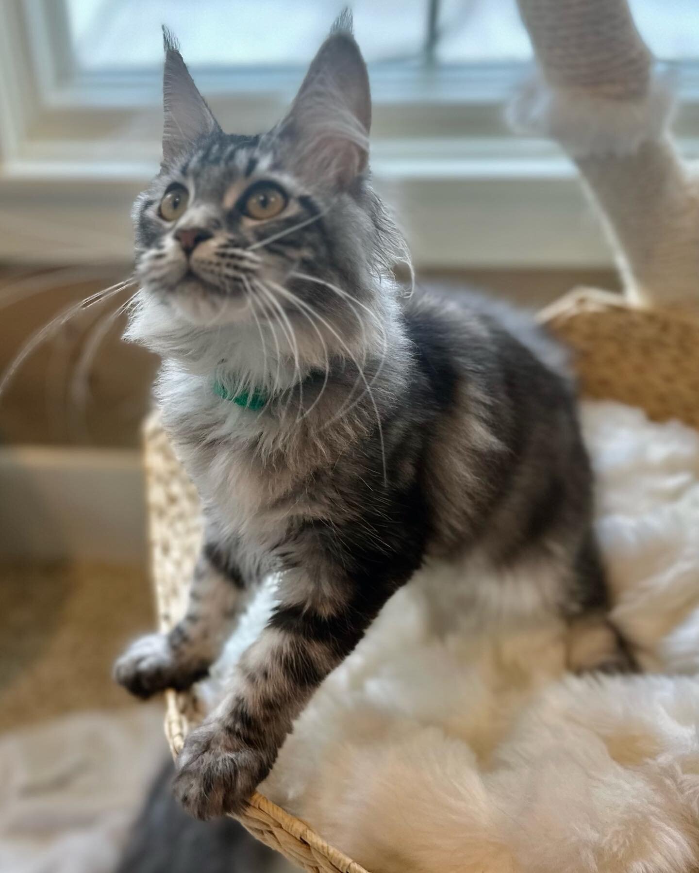 Mainecoon kitten available - Brigitta - Black Silver Ticked Tabby. DOB 05/02/23. Pm for info or go to Okiekatz.com
