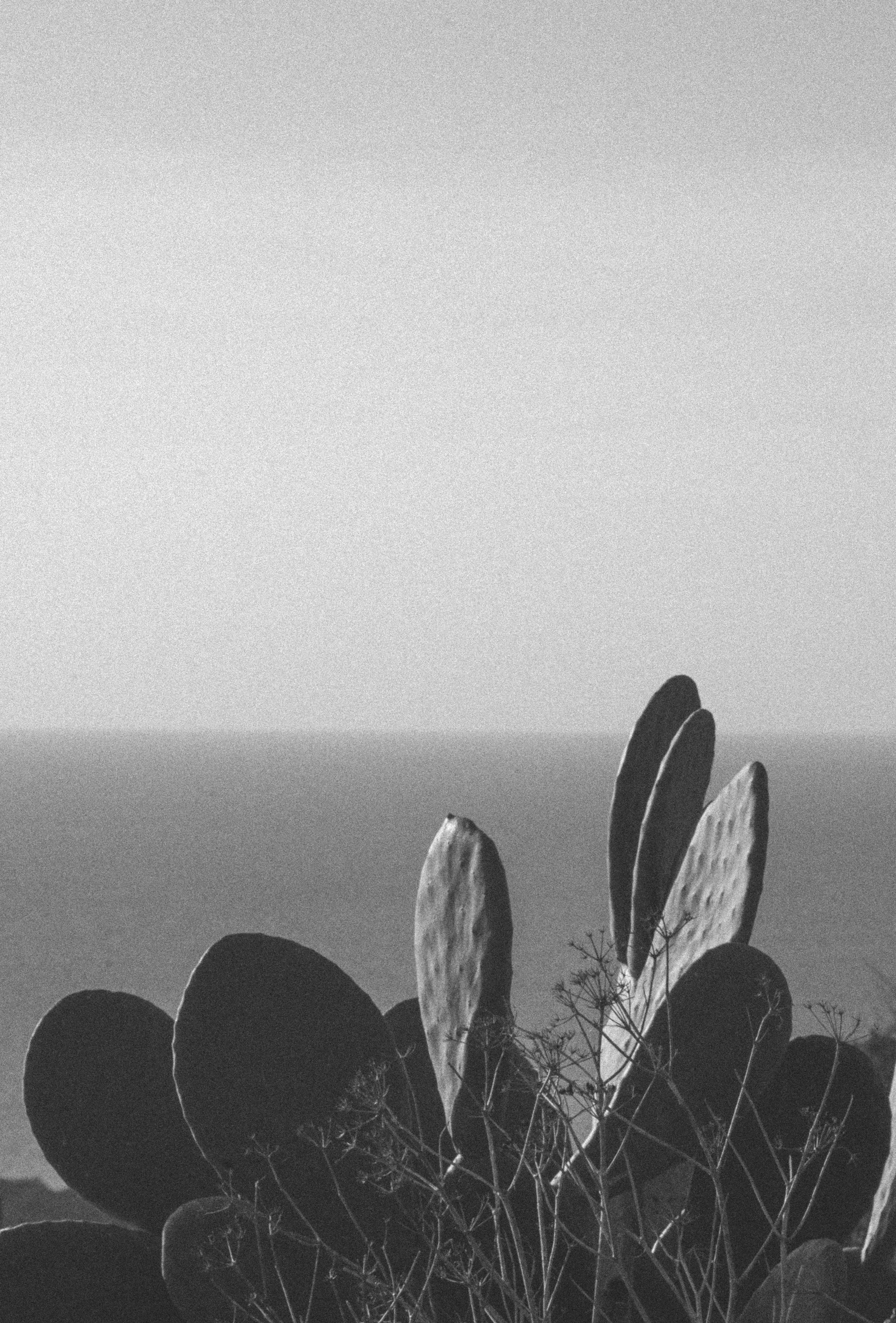 Black and white photograph of cacti in the foreground with a distant body of water and a mountain in the background, under a cloudy sky.