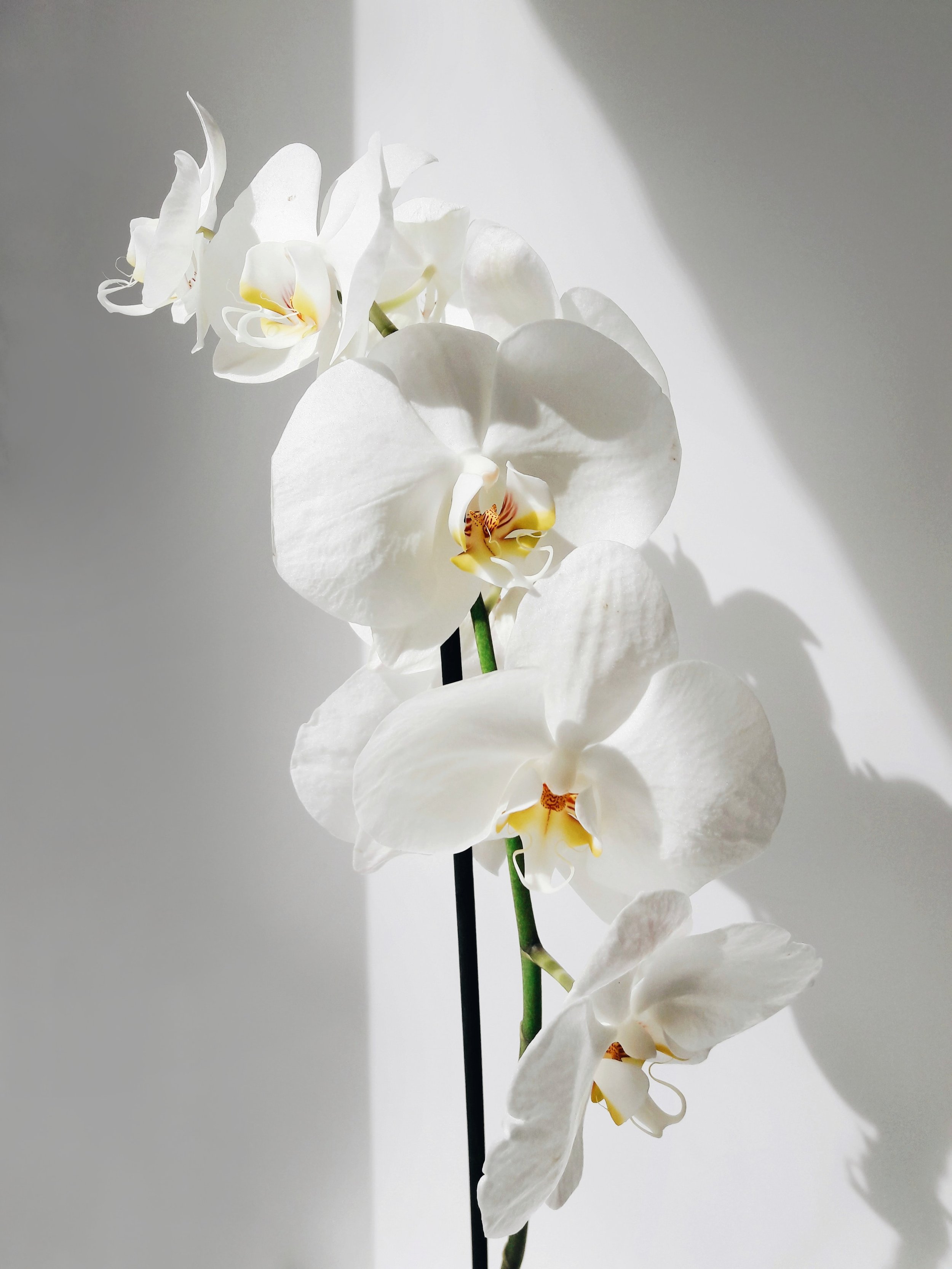 Orchid.jpeg