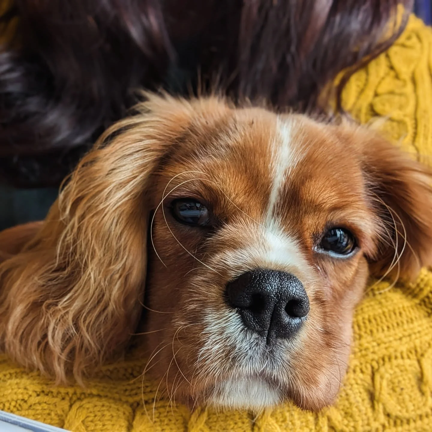 We've got that Friday feeling... 🌧️

#milothecavalier #fridayfeels #cavaliersoﬁnstagram #workingfromhome #writinglife #writingbuddy #authorsofinstagram