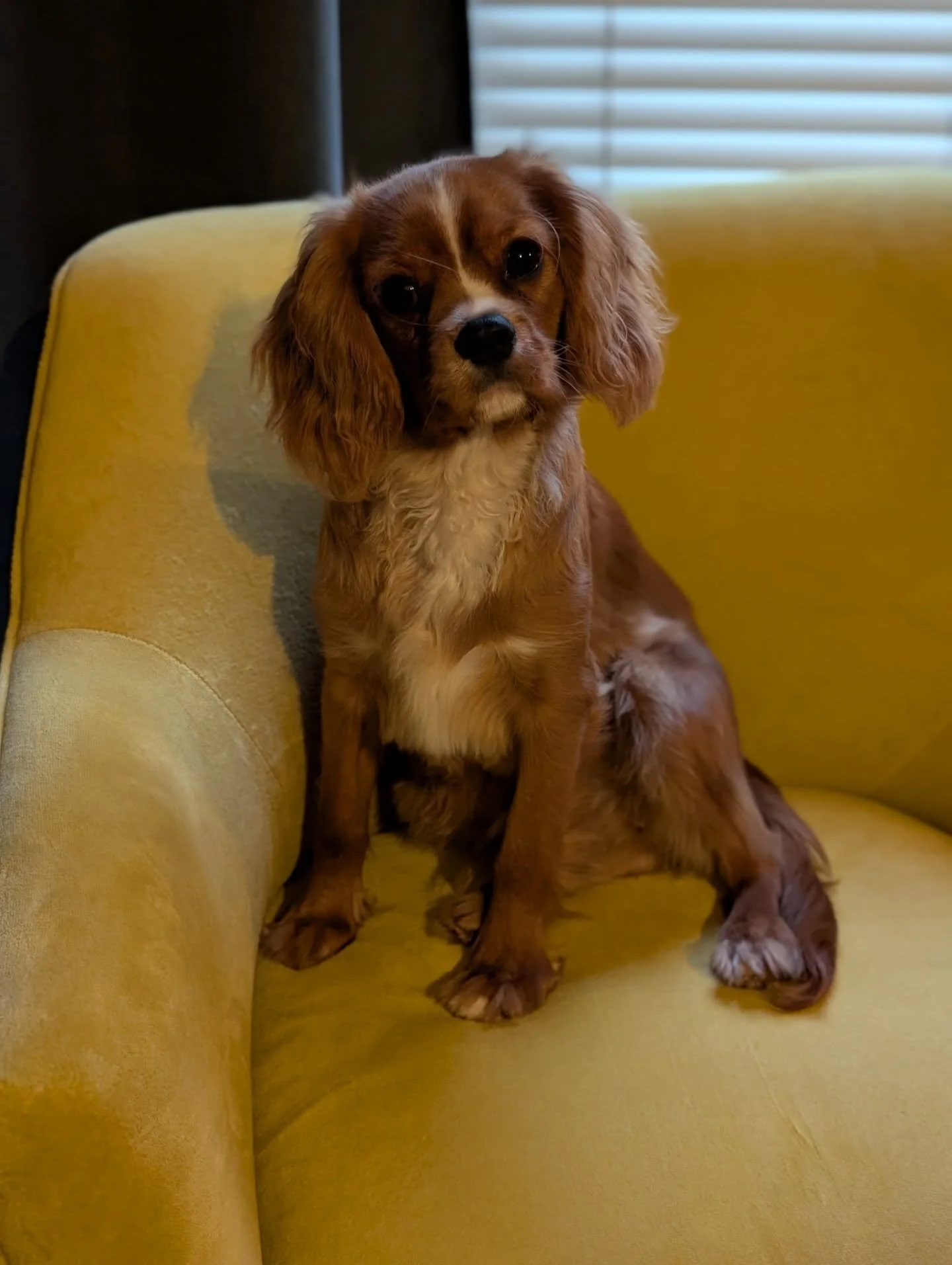 Milo is 6 months old today! 🎉

It's hard to remember how tiny he was when we first brought him home just over 3 months ago.

He loves meeting EVERYONE - humans and dogs - when we're out on a walk. His favourite things to do are shredding leaves, cha