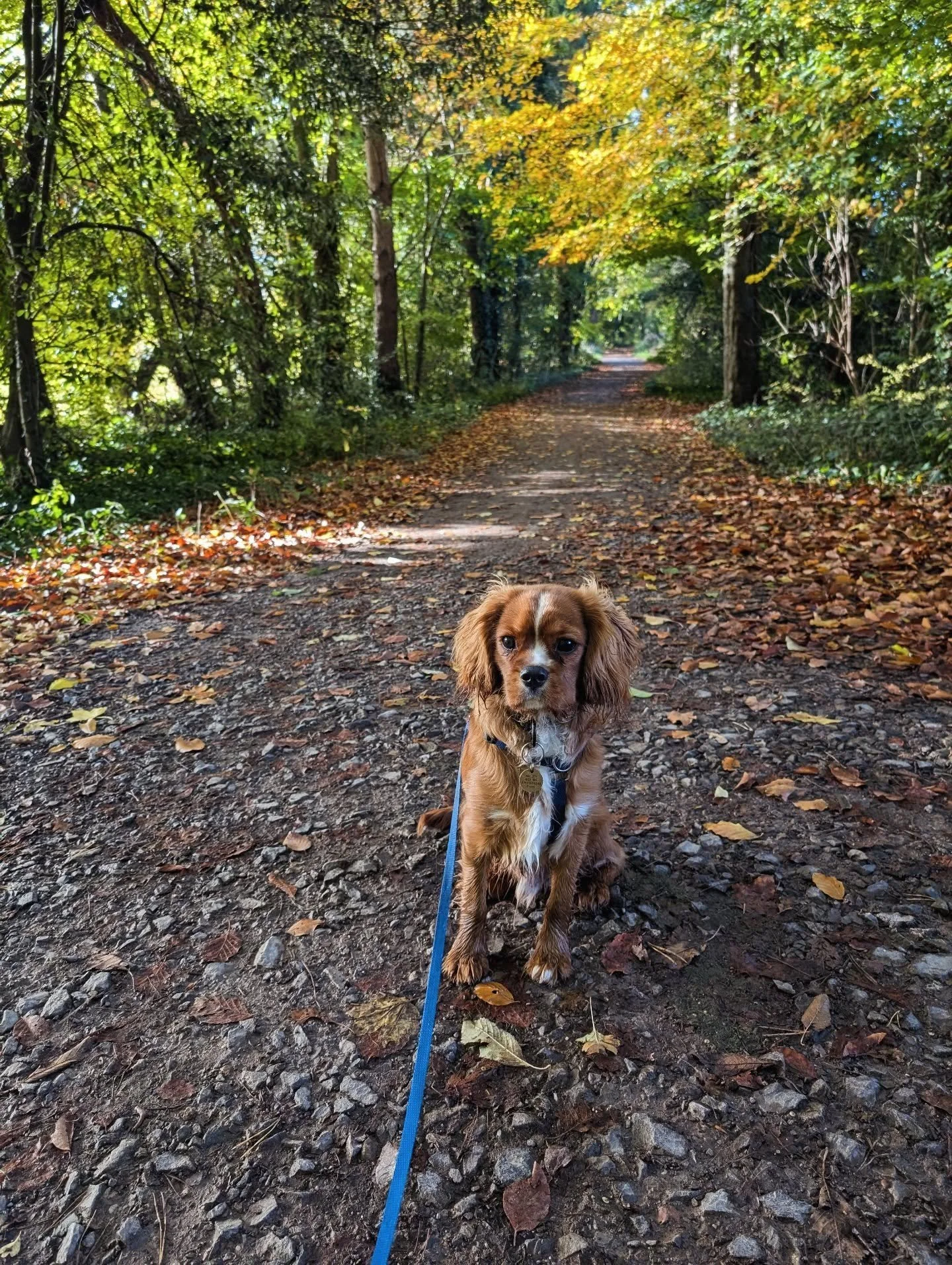 A lovely autumnal walk with Milo to drop my son at forest school, now home to work for a few hours planning my next book. 🍁
#octoberhalfterm #autumnwalks #walkingthedog #cavaliersofinstagram #wip #writinglife #writinganovel #writingcommunity #author