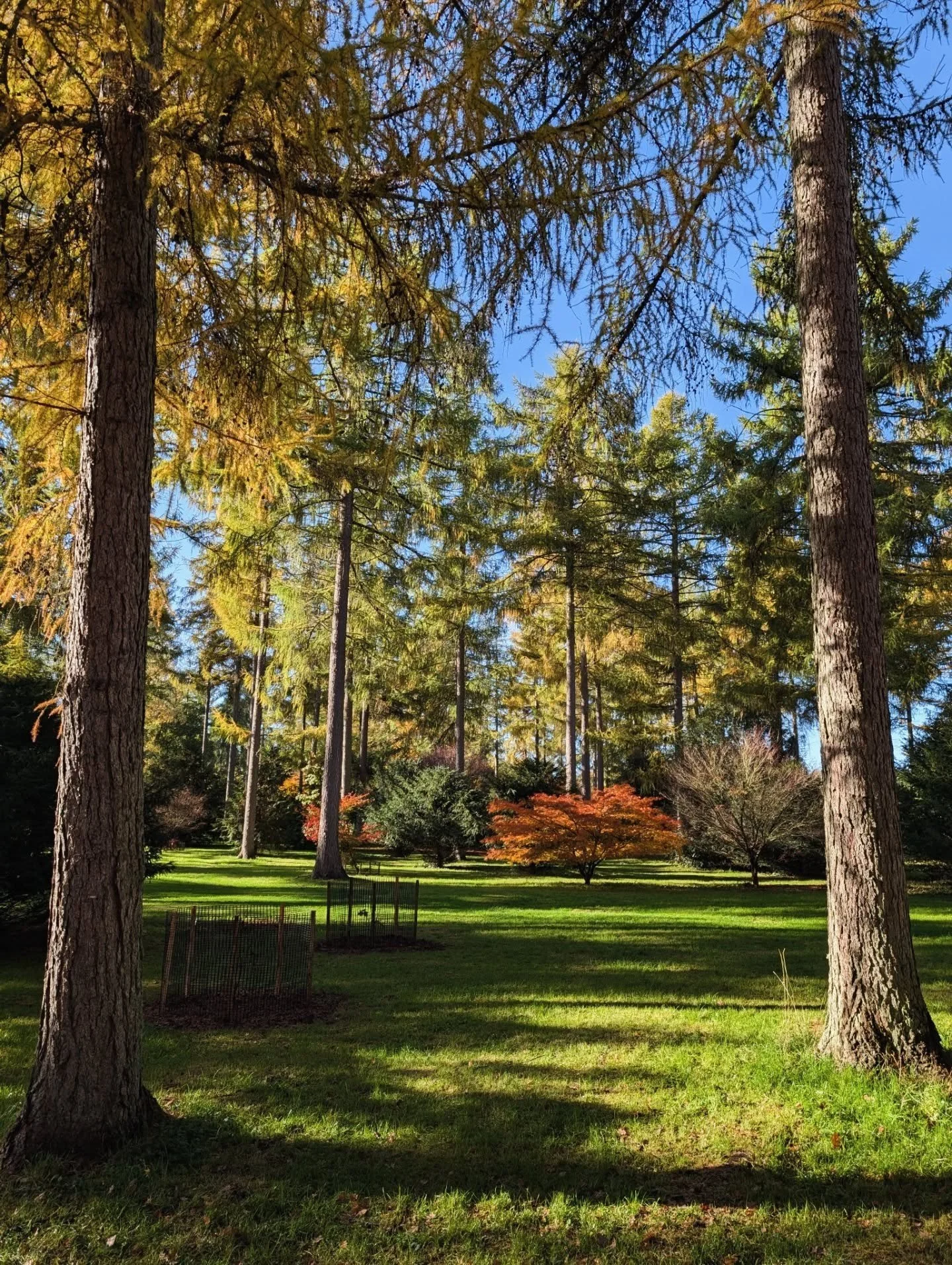 Autumn 🍁 

#autumnleaves #autumncolour #autumnwalks #writinglife