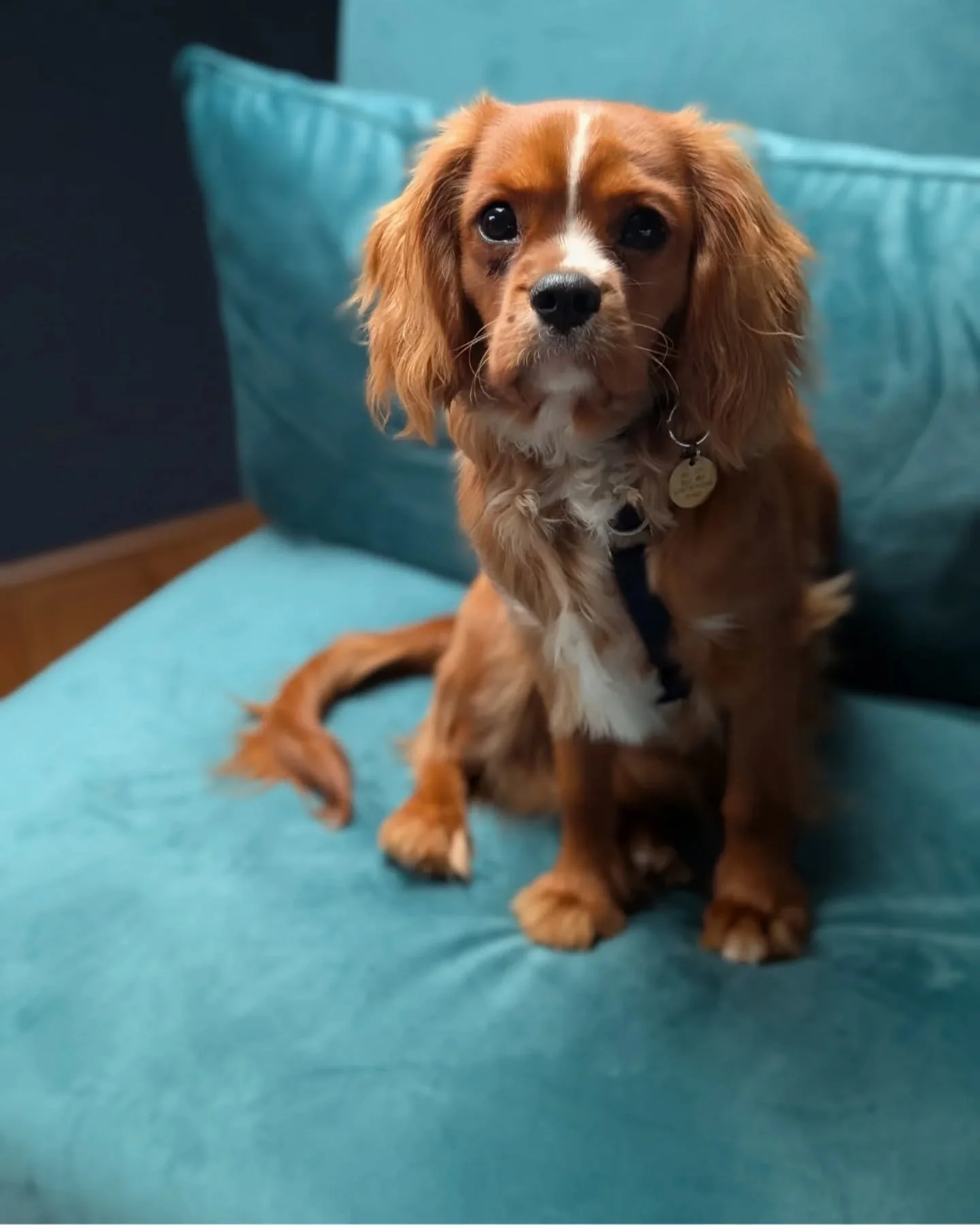 Sunny dog walk, 2k of the Milos book written and now prepping for next week's One Scottish Summer's marketing meeting. Happy Friday!