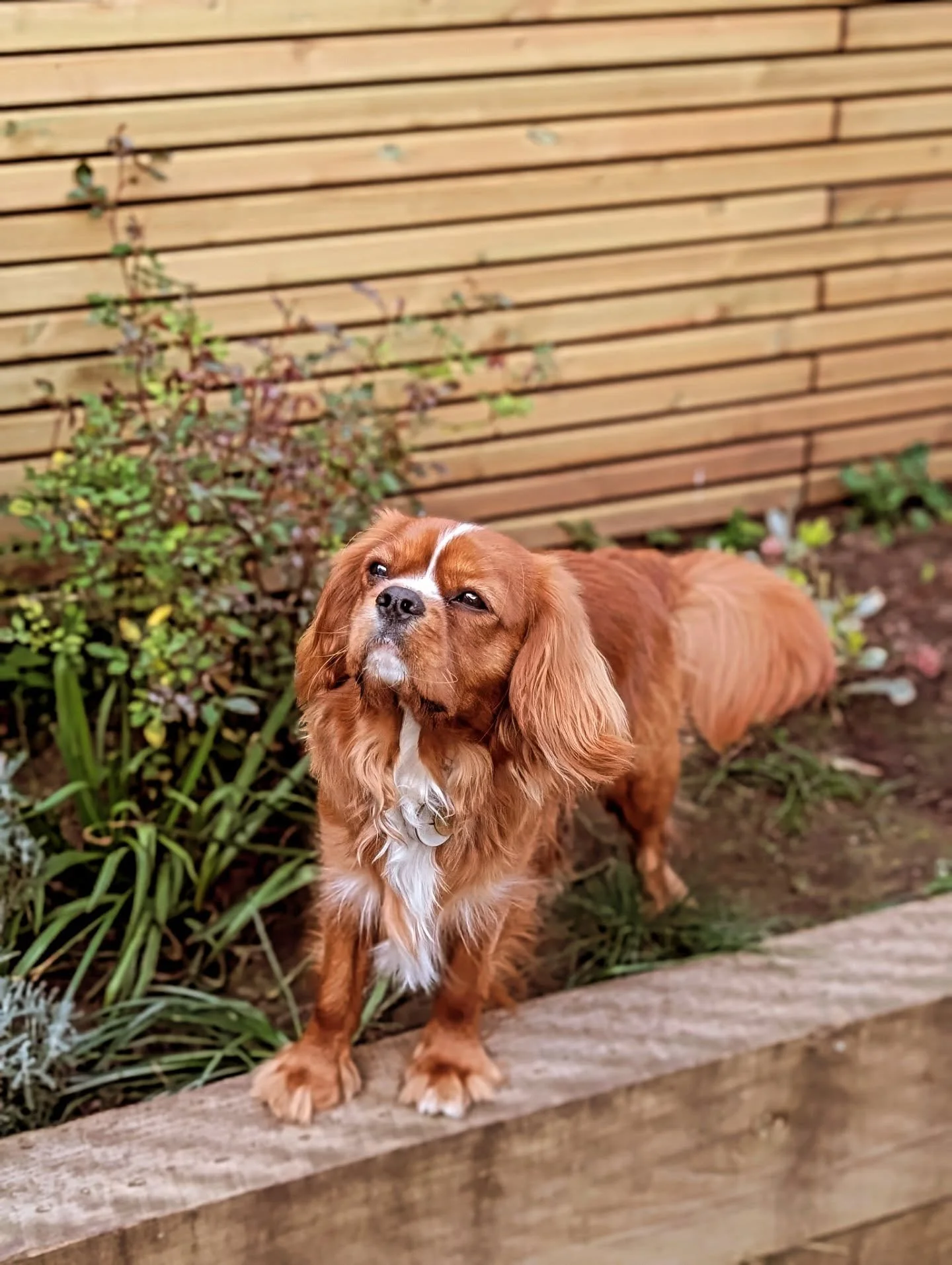 This cutie is one today! Happy birthday, Milo! 💖

#dogsofinstagram #cavalierkingcharlesspaniel