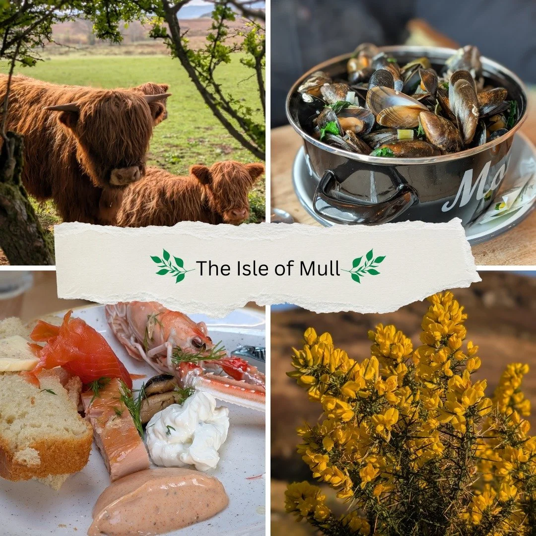 There was so much of the Isle of Mull that found its way into One Scottish Summer: the food, the landscape, the gorgeous Highland coos! I want to go back! 💚
