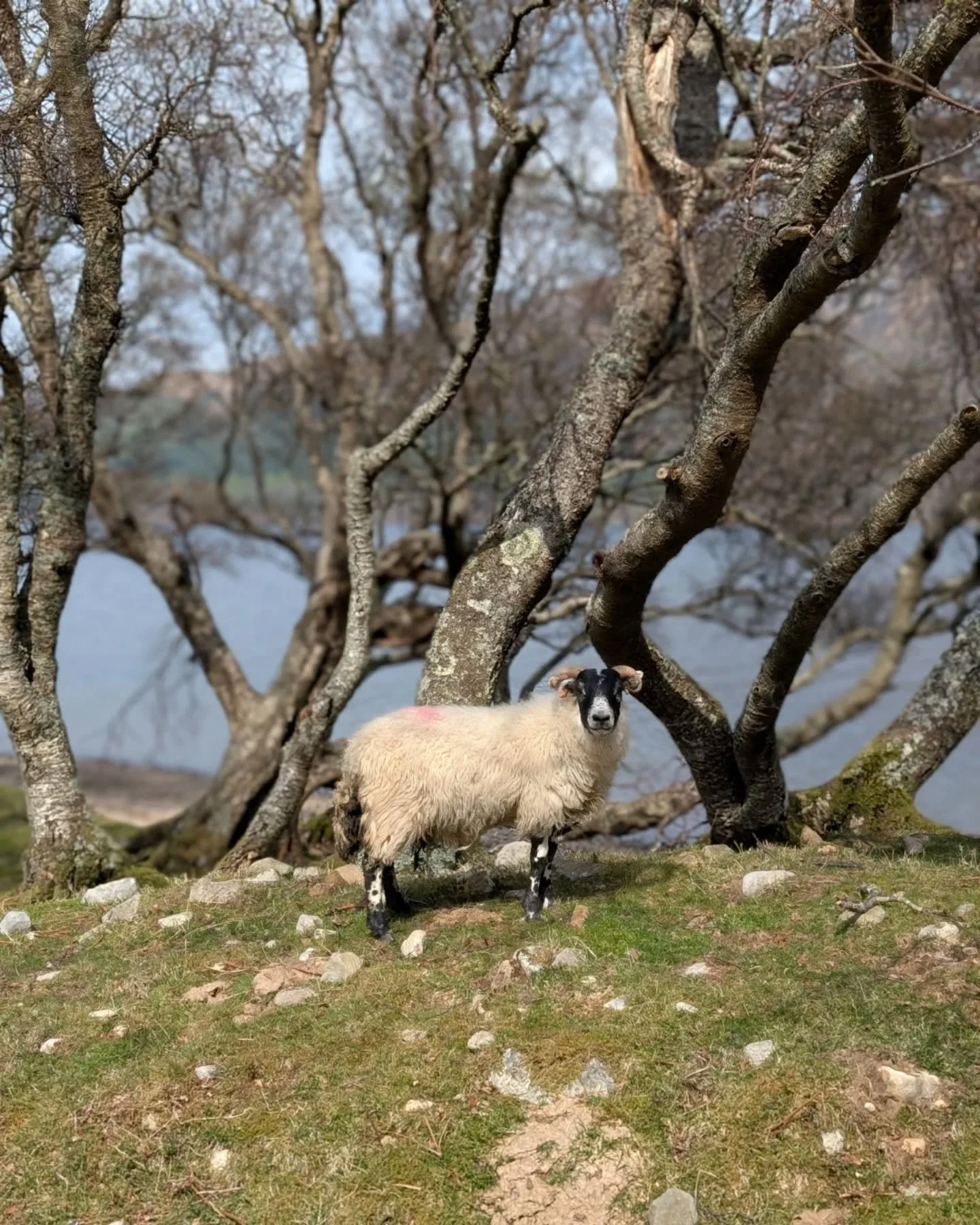 One of the friendly locals on the Isle of Mull, which is the setting for my latest book One Scottish Summer (currently free to read in Prime Reading in the UK, US and Australia). 🌿

#isleofmullscotland #booksettings #writinglife #authorsofinstagram
