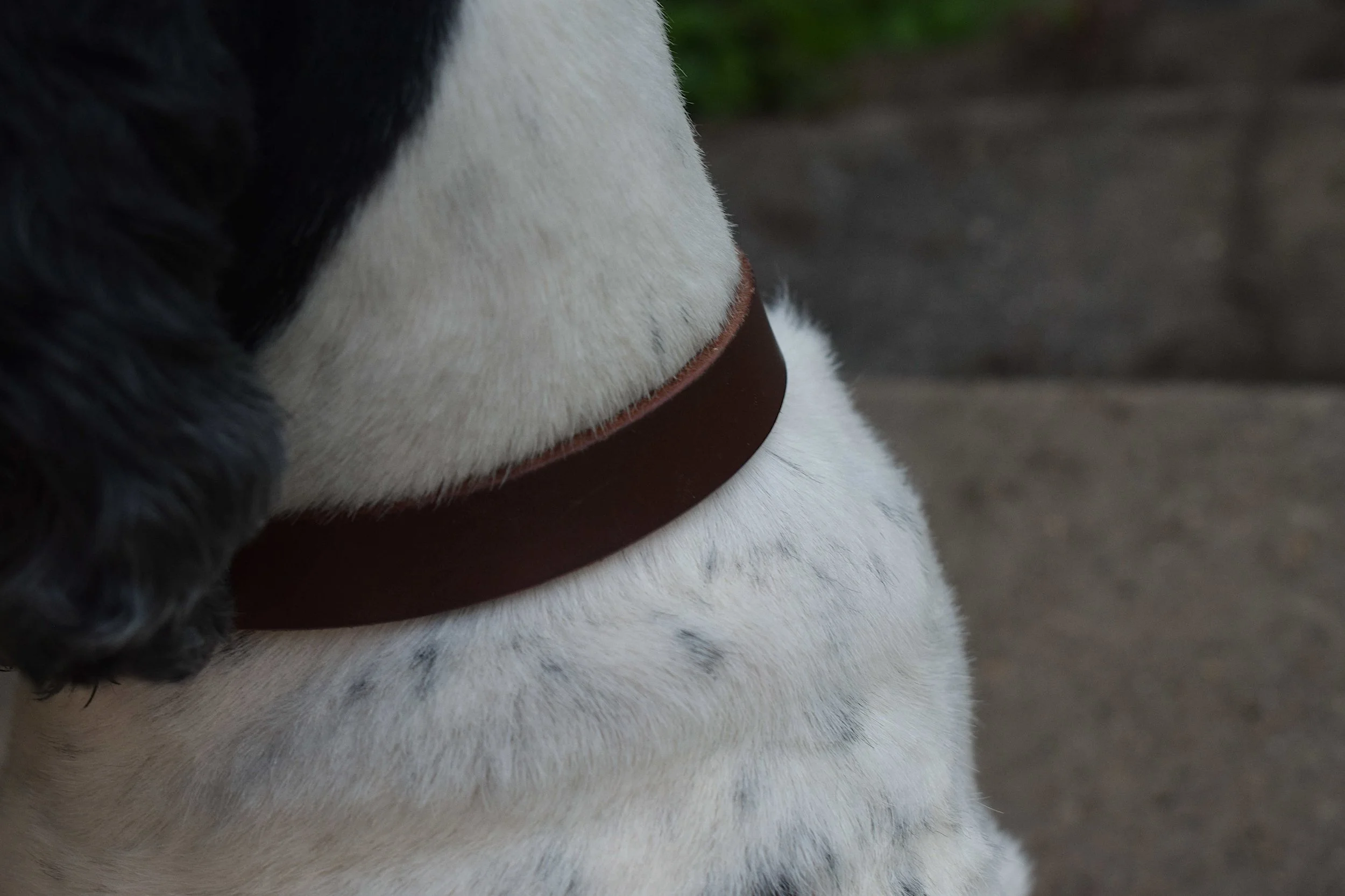 DOGCOLLAR19 (6).JPG