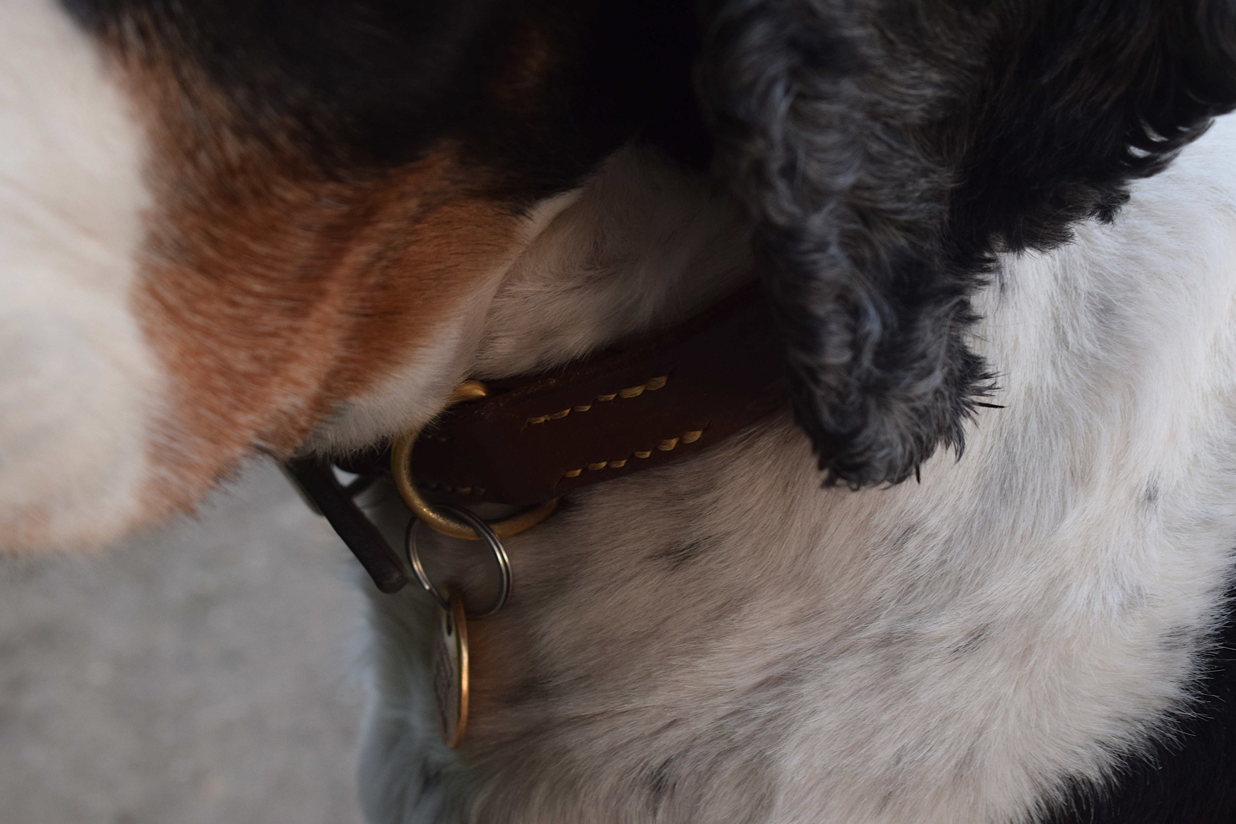 Leather dog collar, handmade
