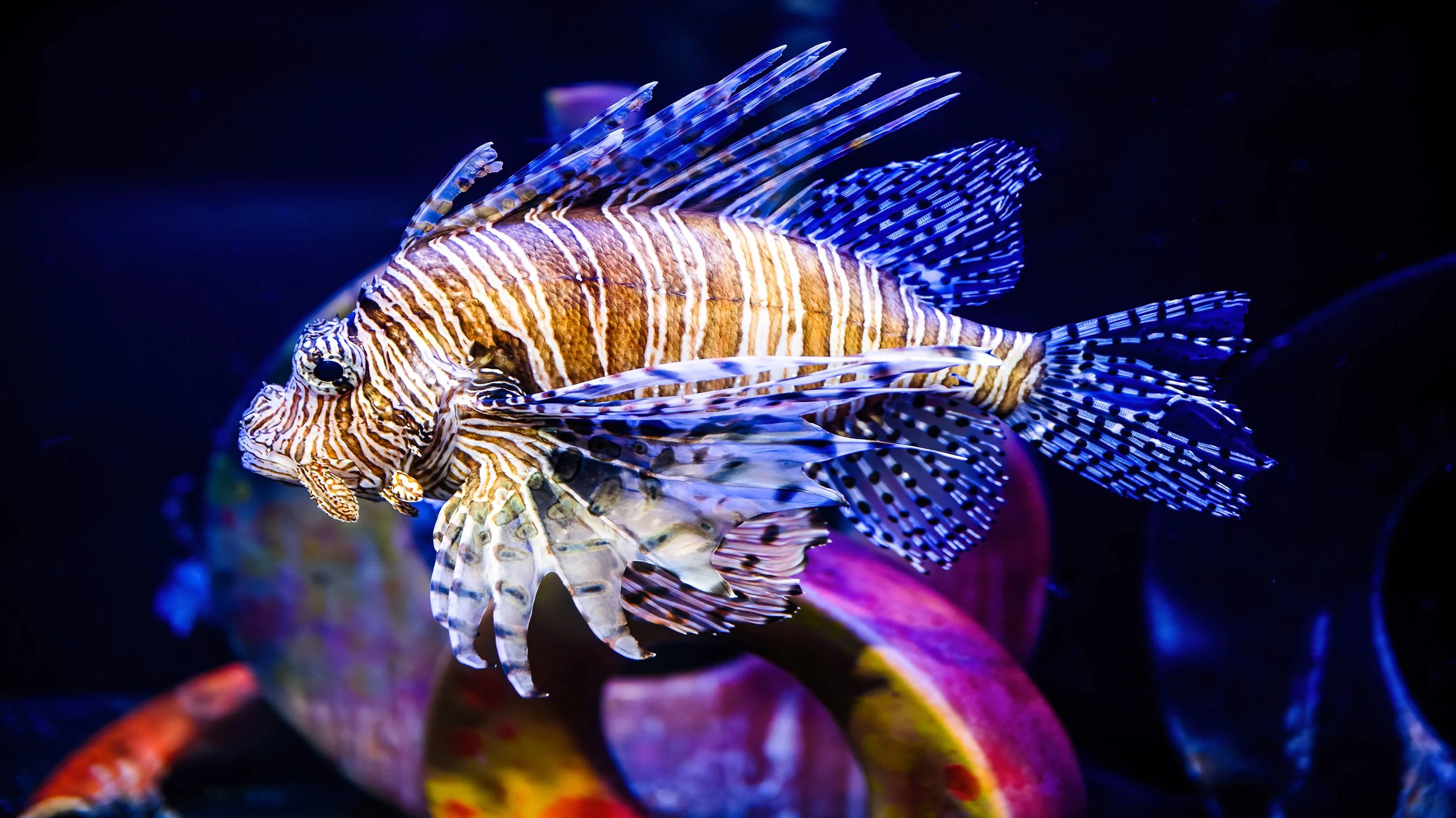 lionfish for squarespace.jpg