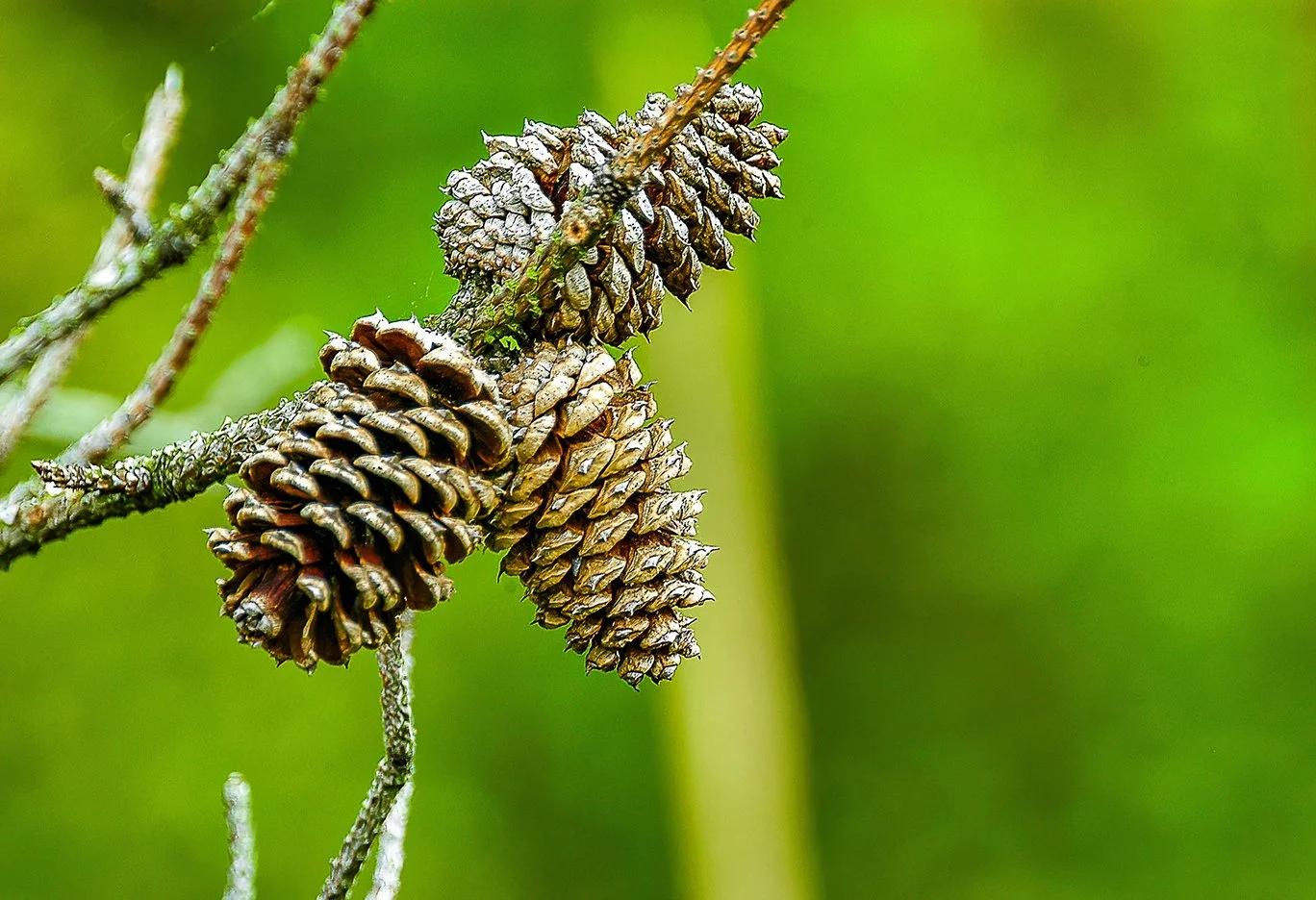 Pine Cones-Summer