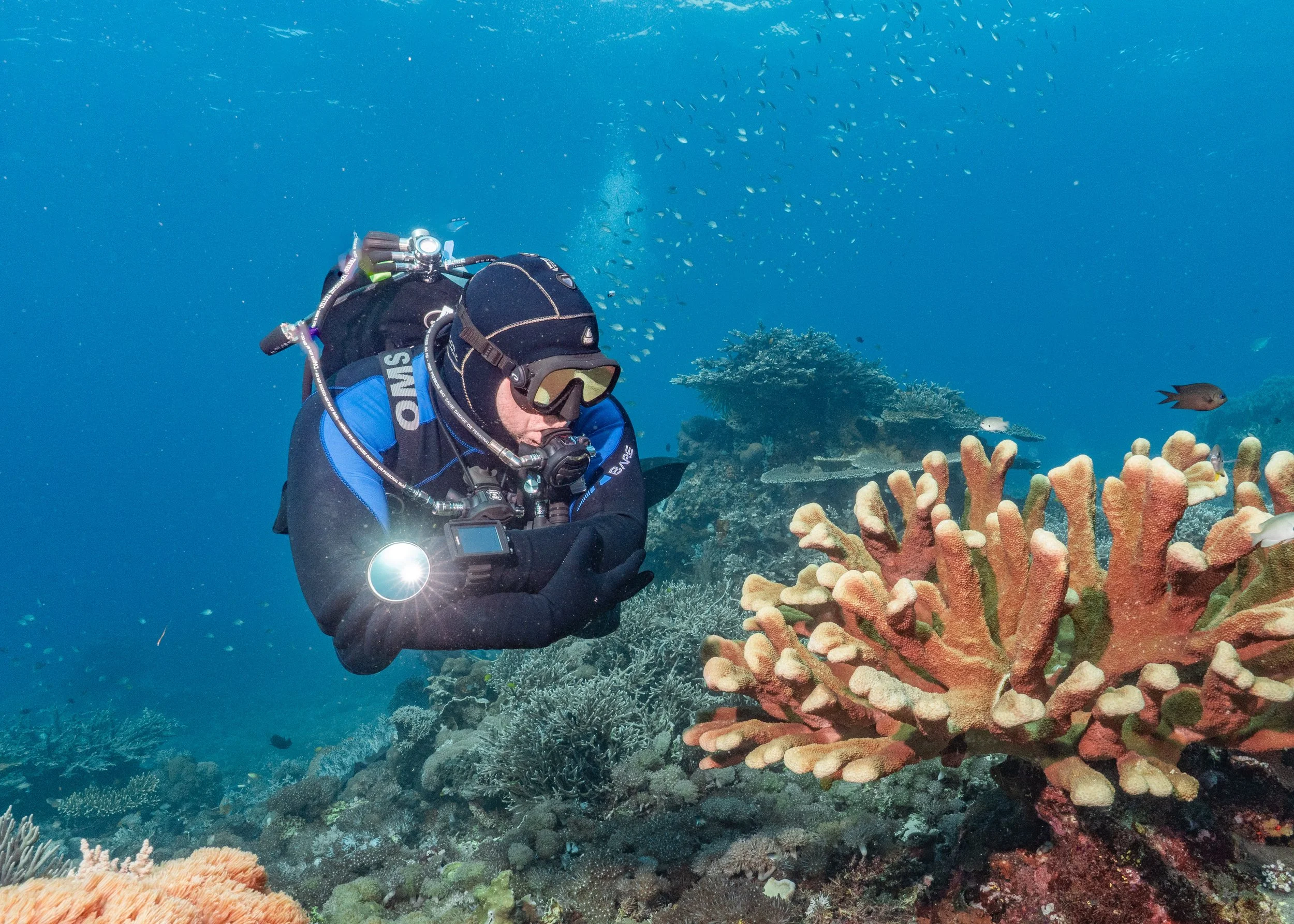 Scuba diver observing hard coral on a reef in Komodo National Park, Indonesia.