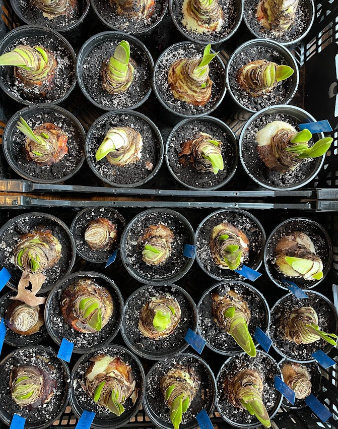 Amaryllis Potted Up.png