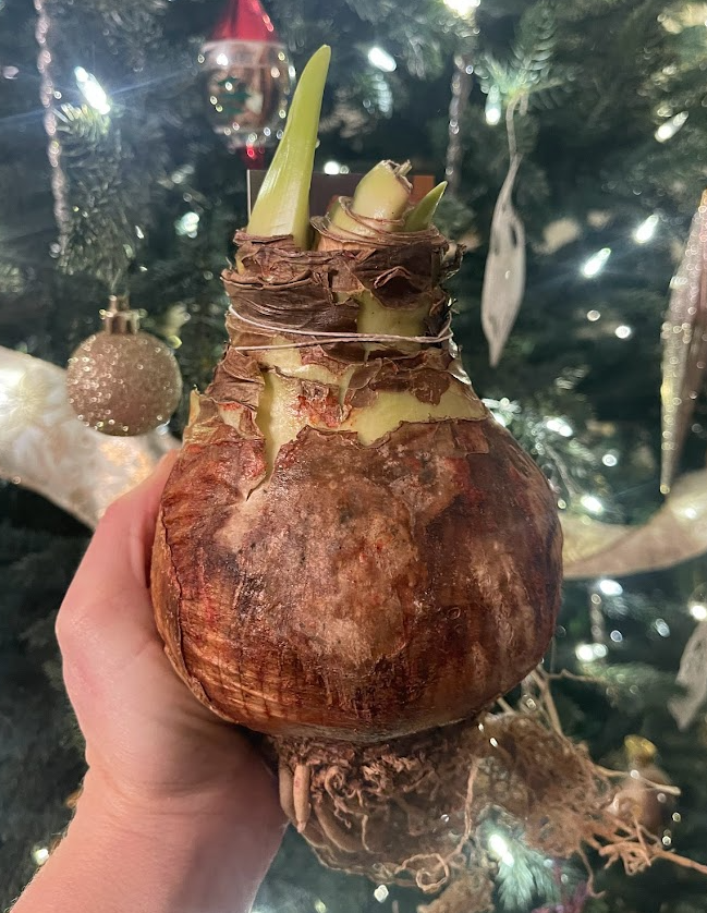 Amaryllis Bulbs.png