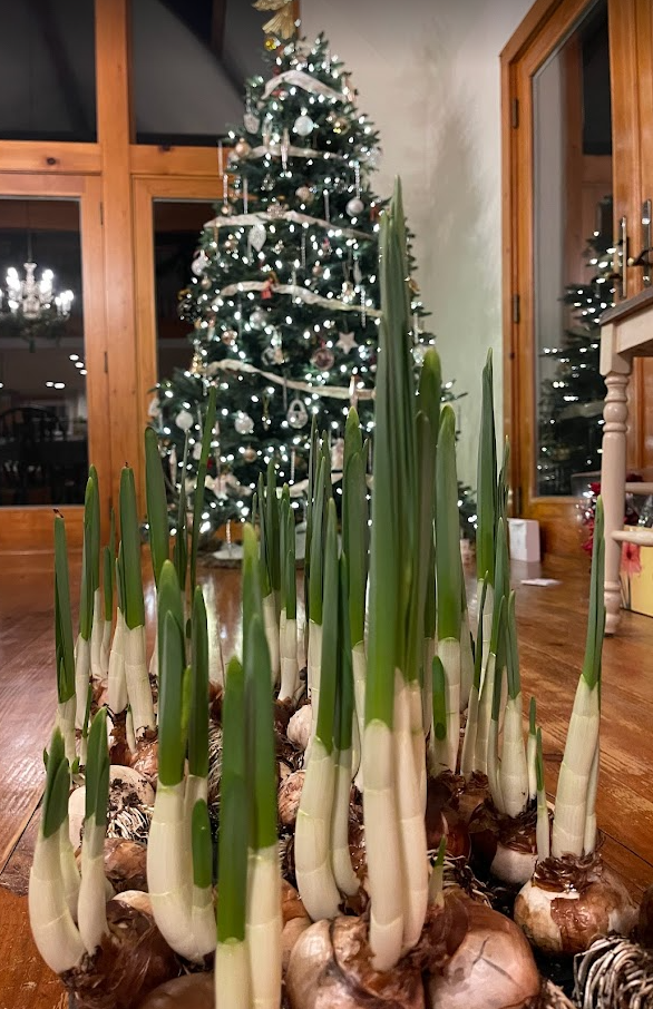 Paperwhites 3.png