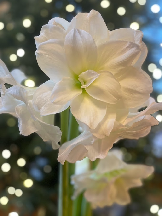 Amaryllis 'Alfresco' Christmas Lights.png