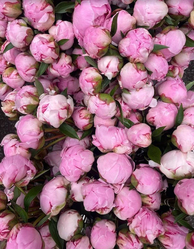 Peonies - Sarah Bernhardt.jpg