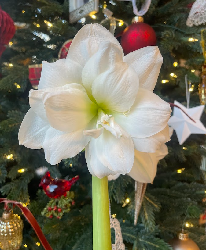 Amaryllis 'Alfresco'.png