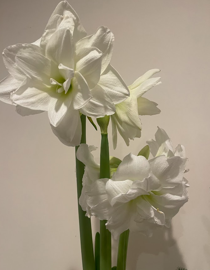 Amaryllis 'Alfresco' White Background.png