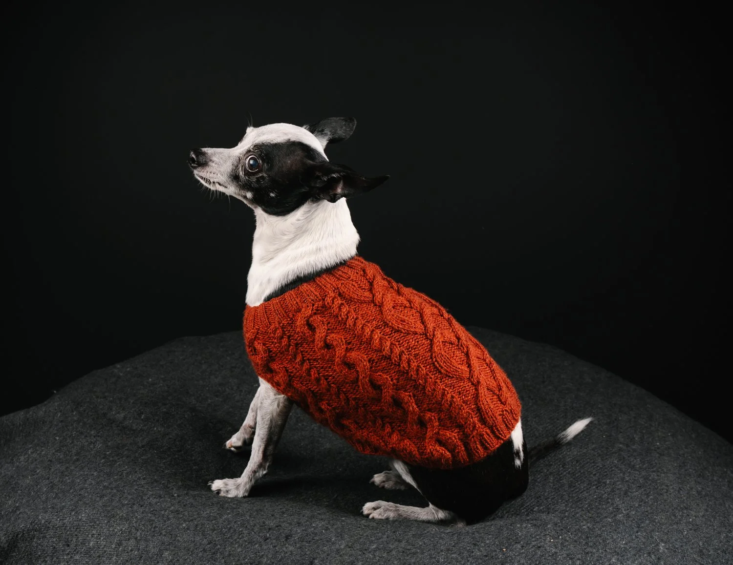 A brown and white Australian Shepherd dog sitting on a weathered teal wooden bench in a green garden with blooming flowers.