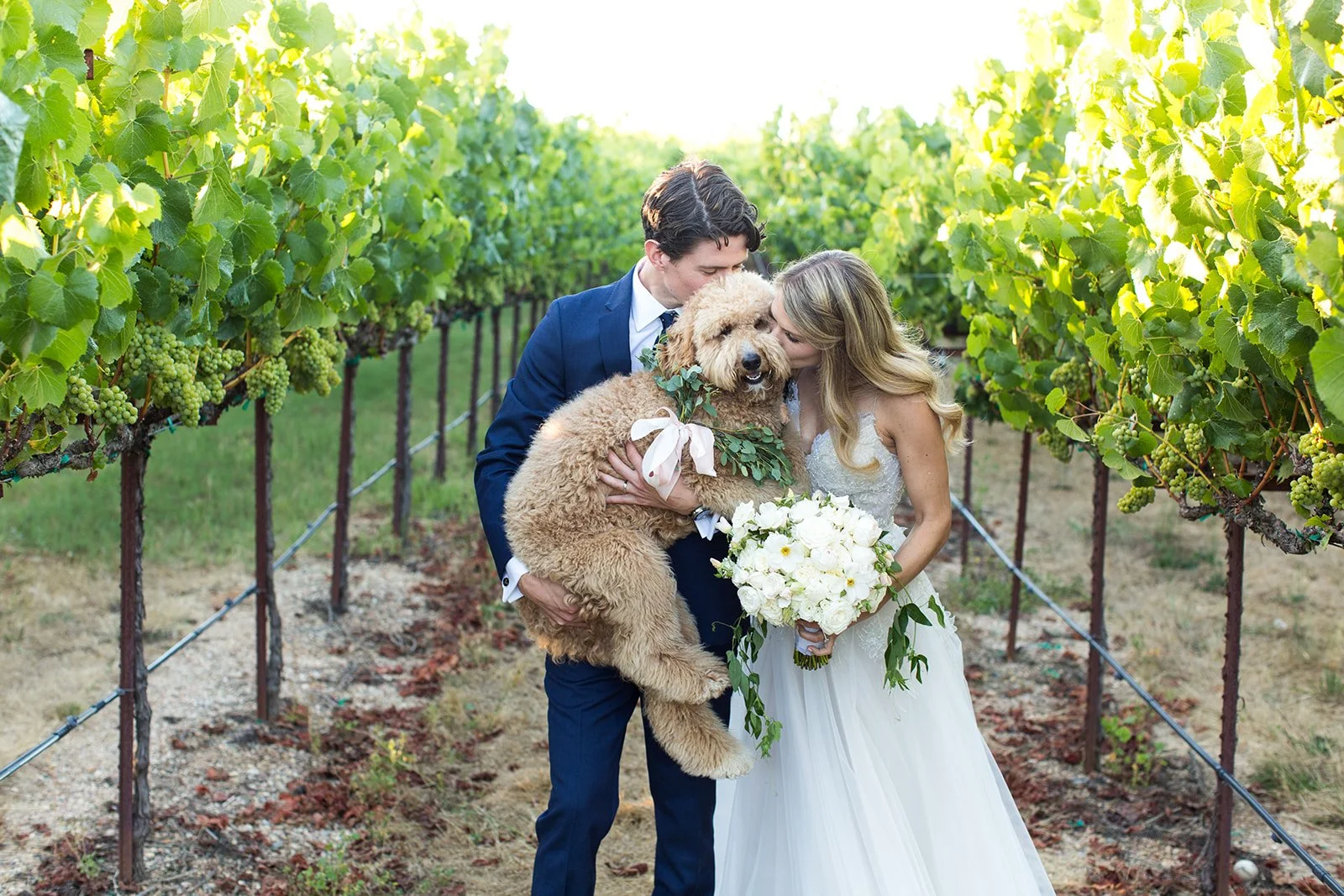 weddings with dogs in a vineyard