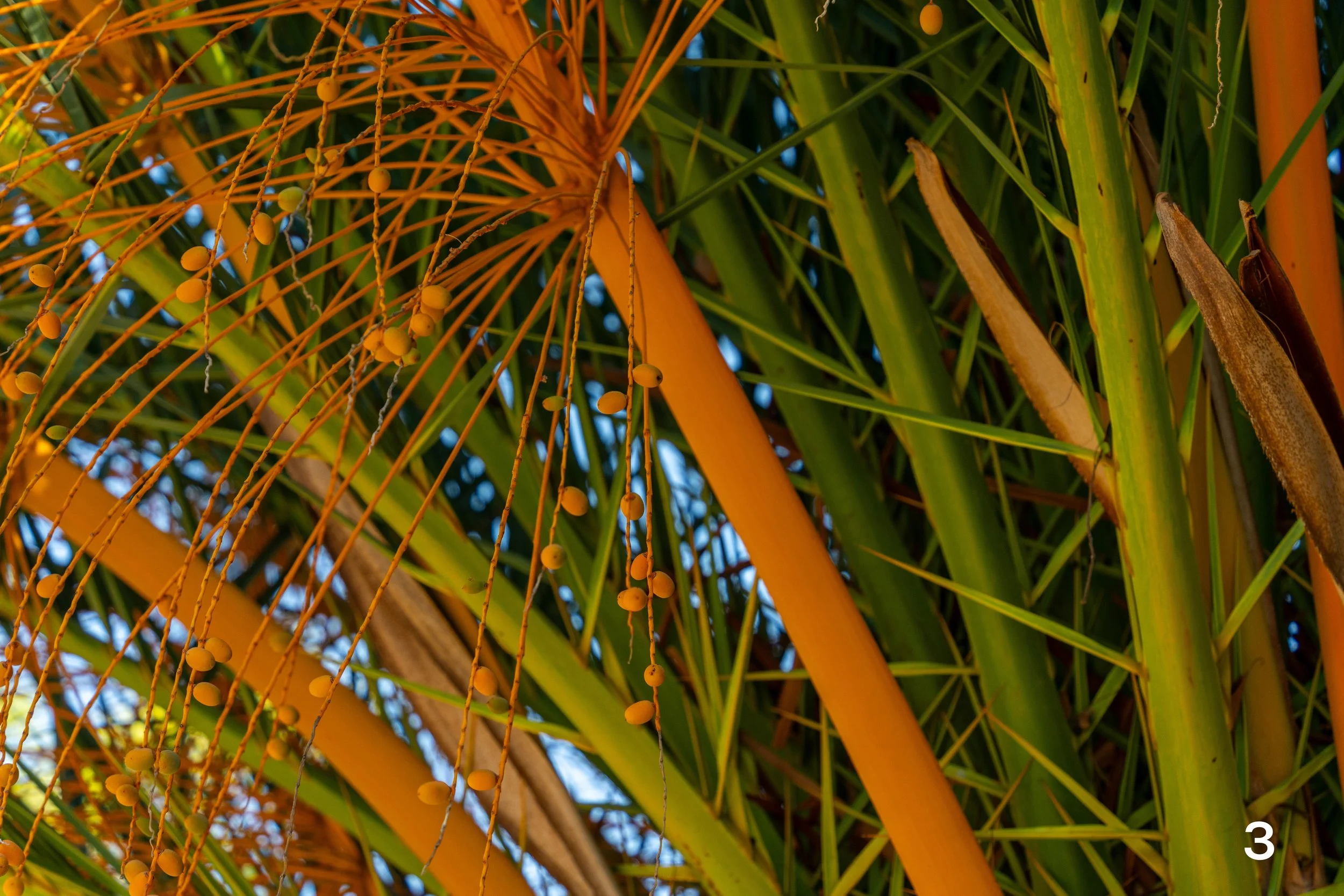 web_Midtown_2025-3.jpg