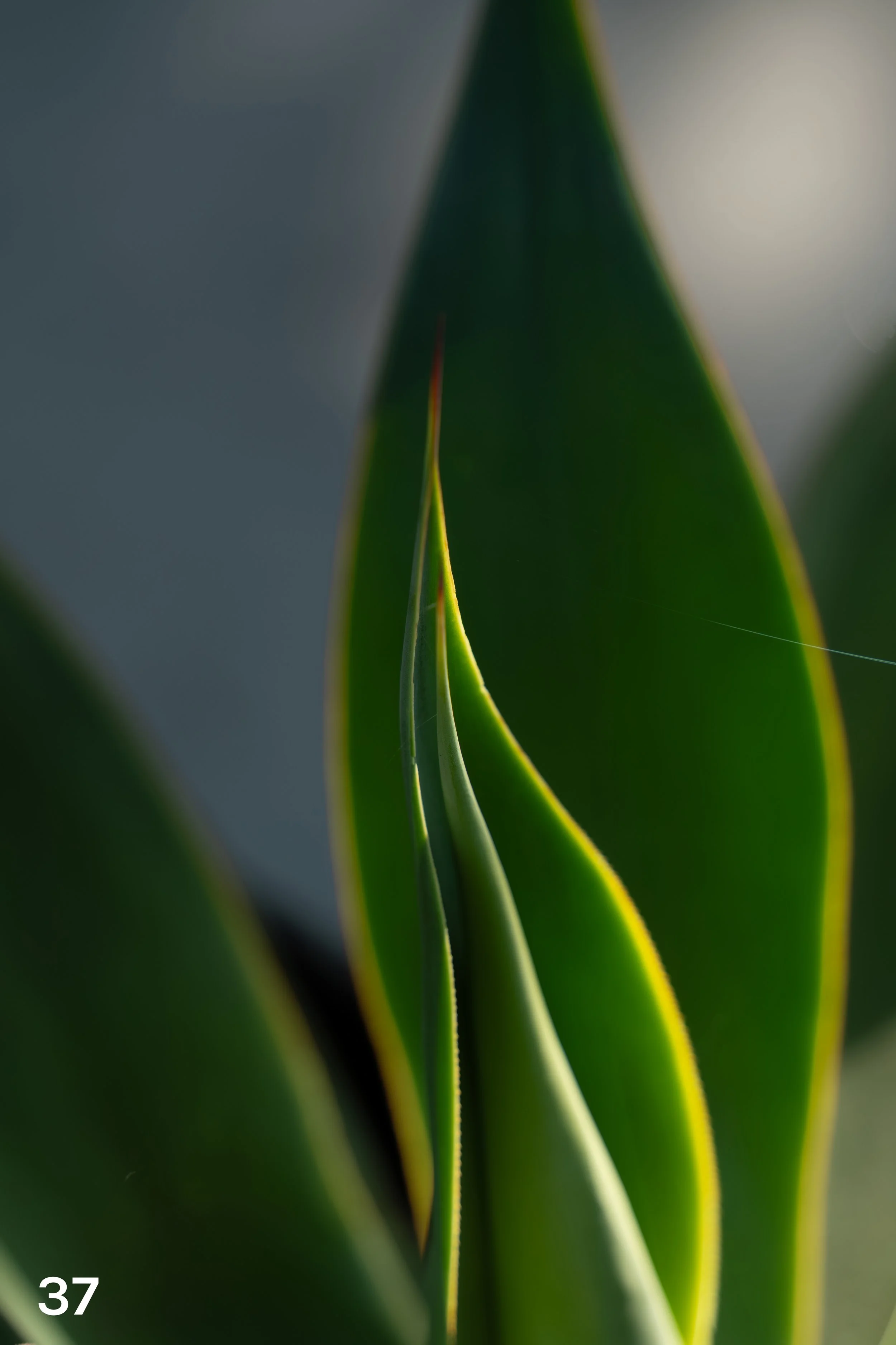 web_Midtown_2025-37.jpg