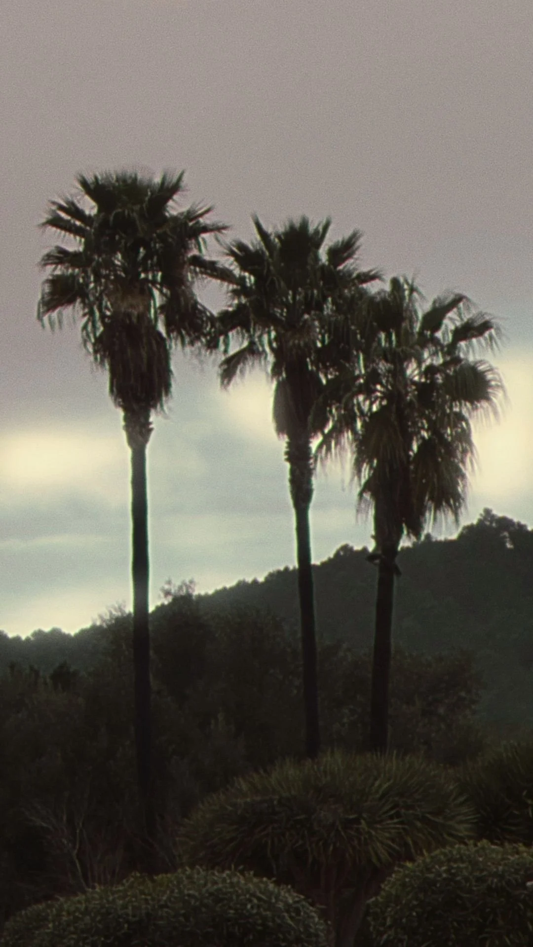 Three tall palm trees against a cloudy sky, with a mountain range in the background.