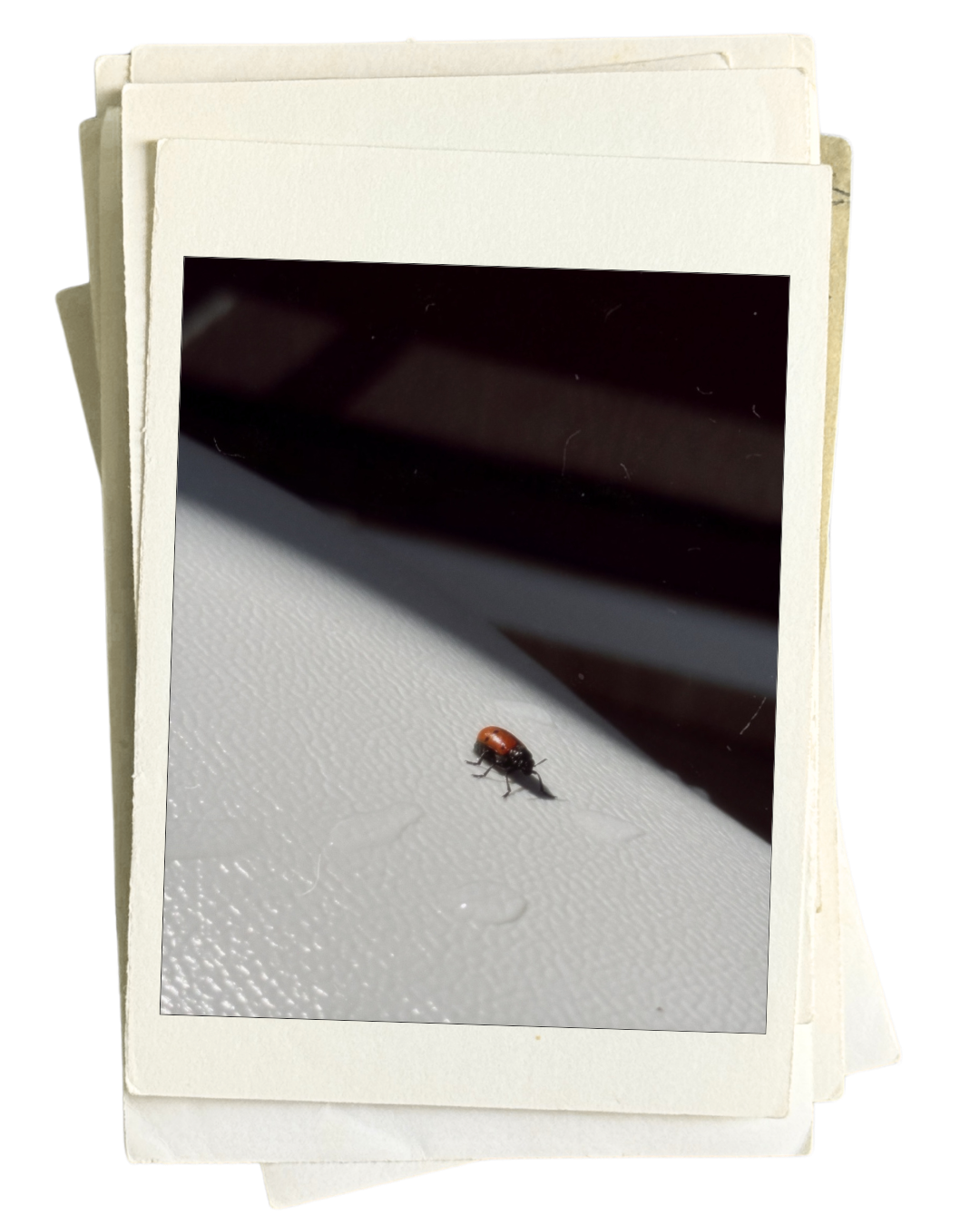 A ladybug walking on a white surface with sunlight and shadows.