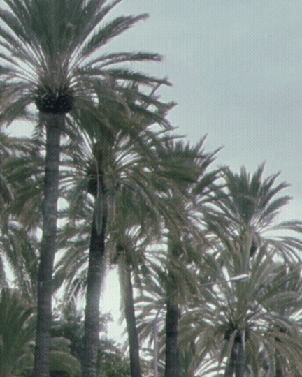 A group of tall palm trees with fronds extending outward against a pale sky.
