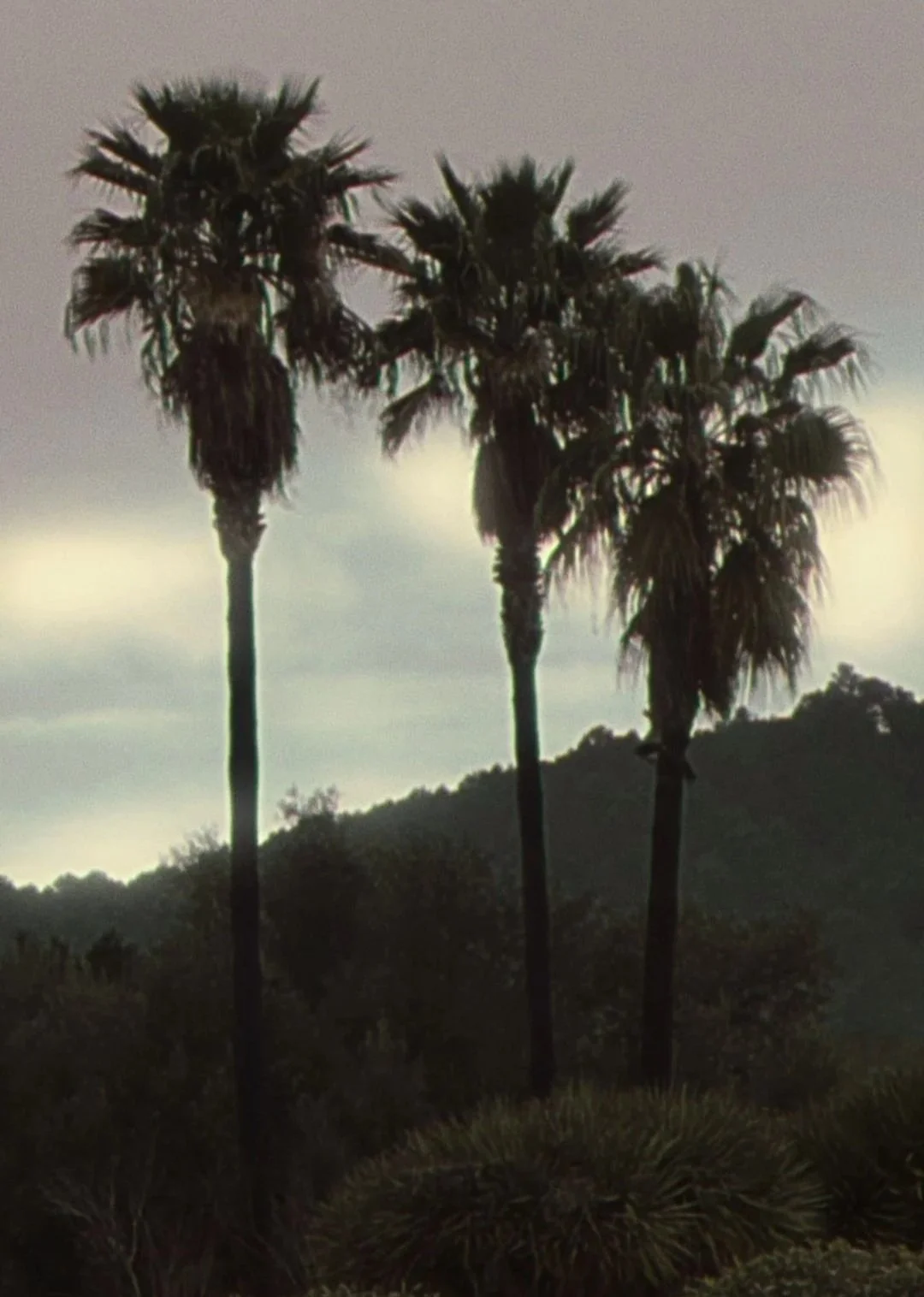 Three tall palm trees stand on a hillside against a cloudy sky.
