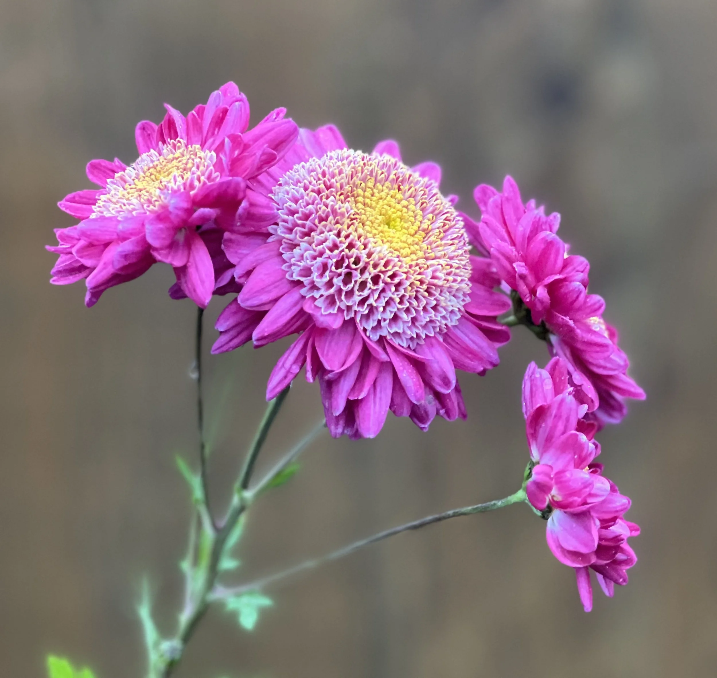 Jill Anderton Chrysanthemum