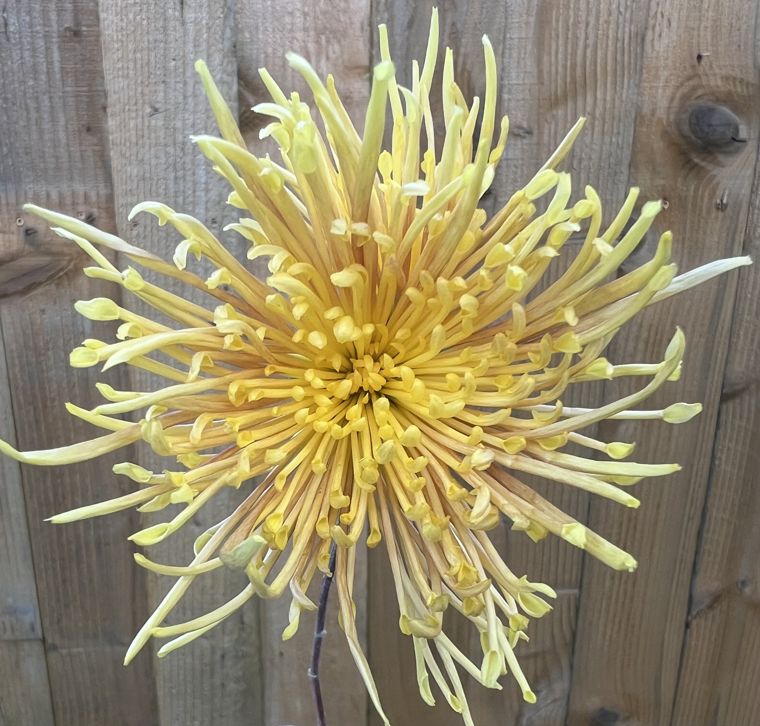 Symphony Chrysanthemum-Rooted Cutting