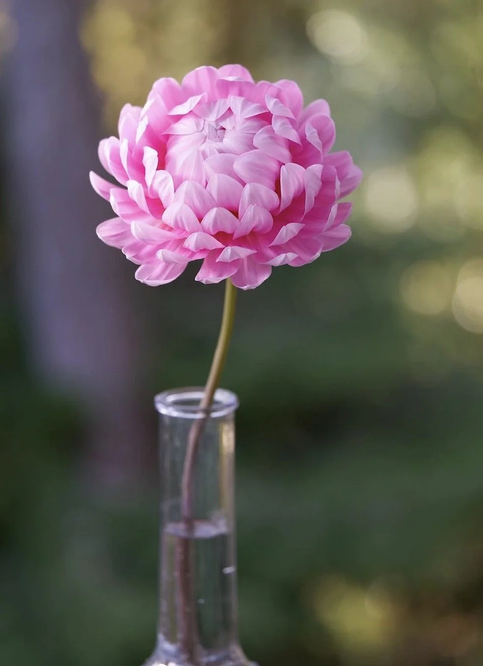 Whatcom Falls Flowers