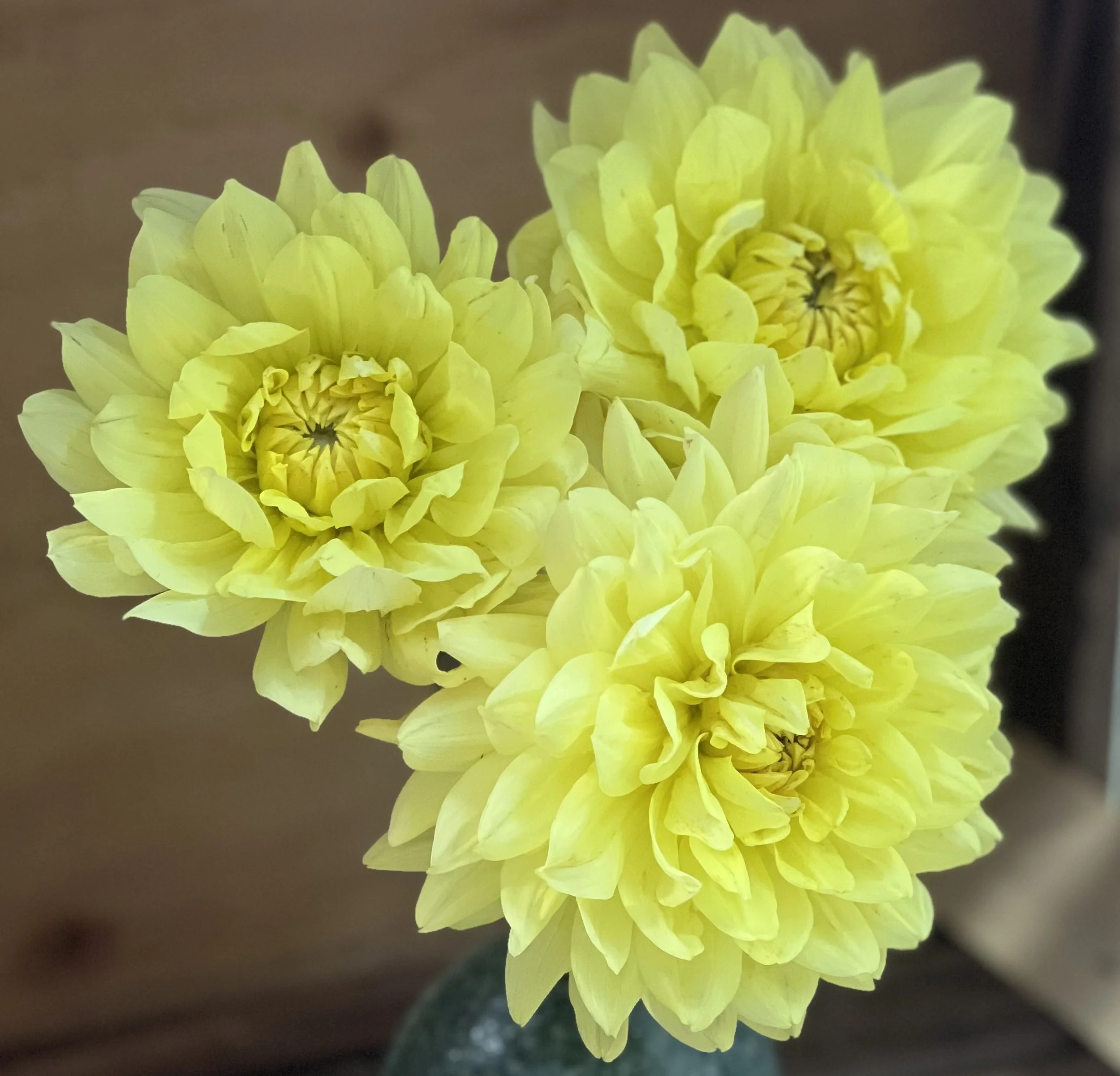 Glorie Van Heemstede