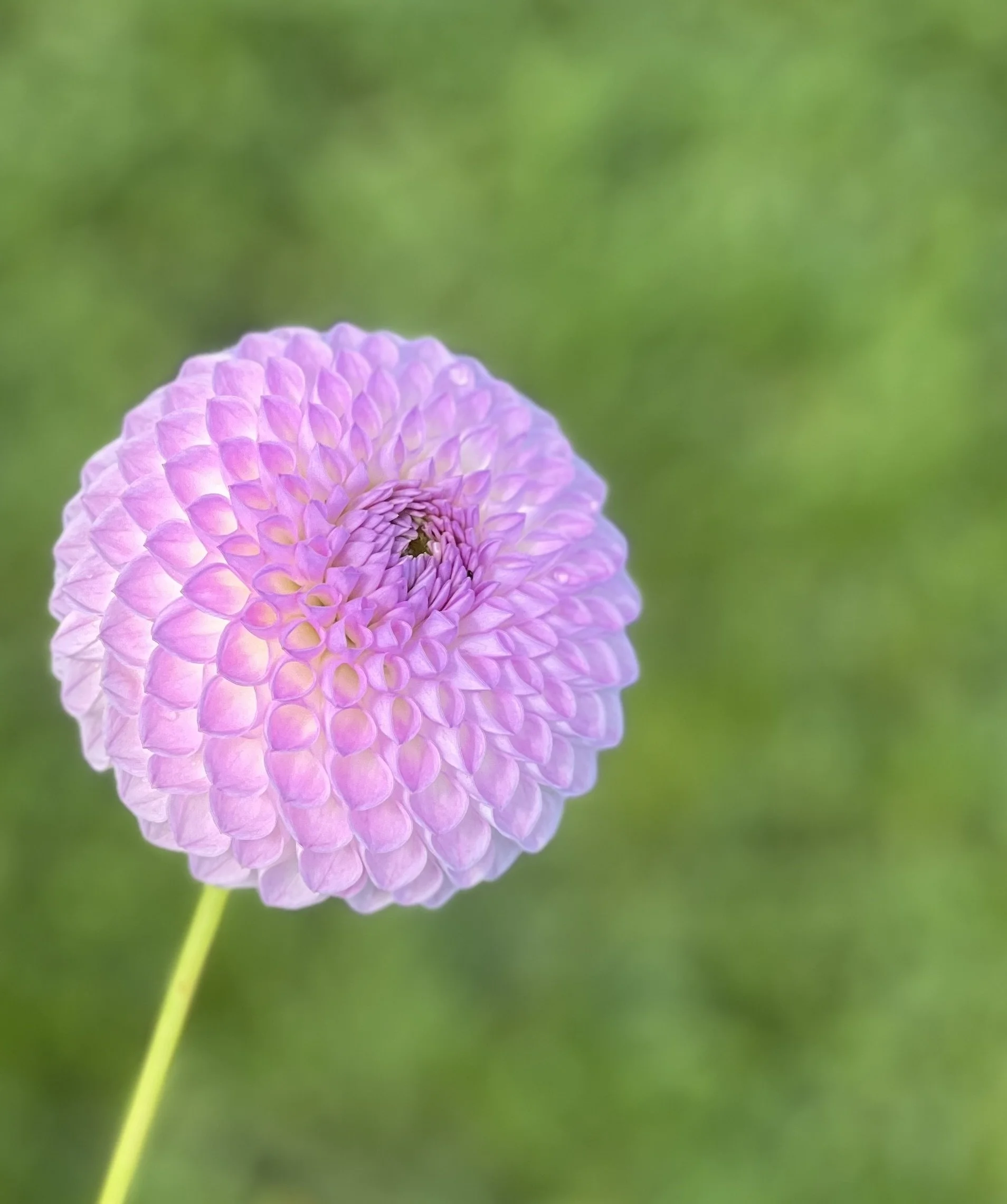 Westerton Ella Grace