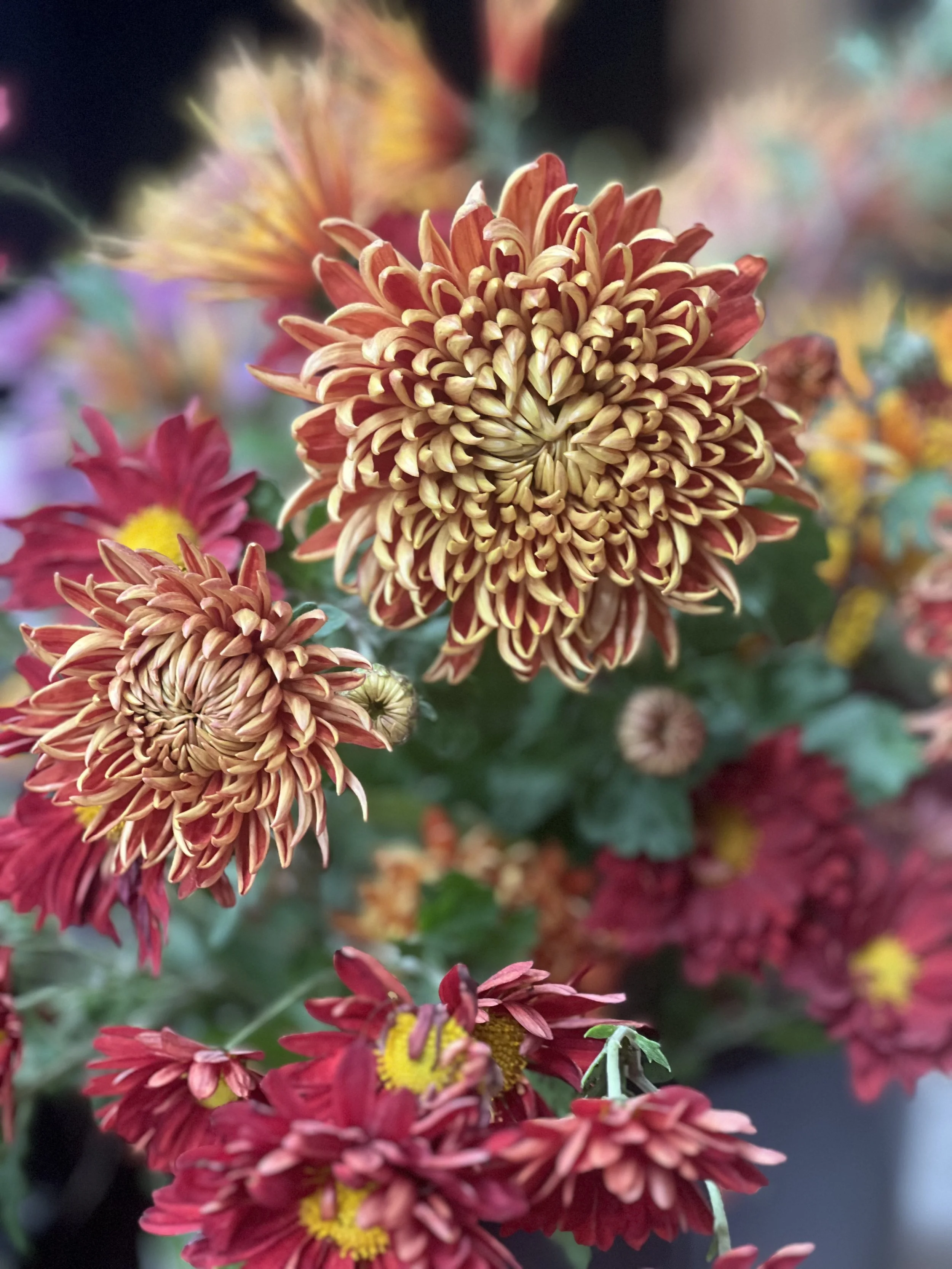 George Couchman Chrysanthemum