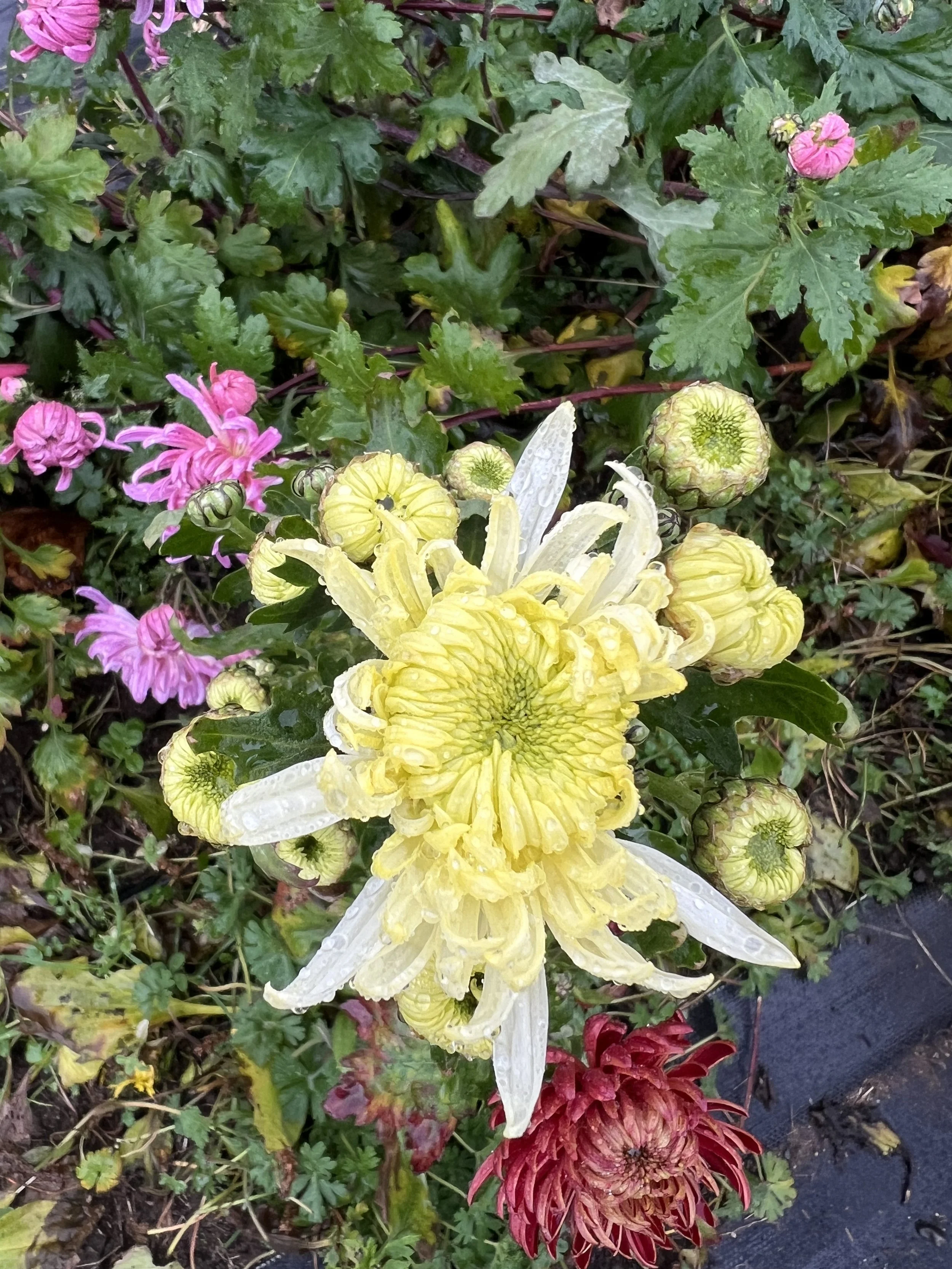 Pat Lawson Chrysanthemum-Rooted Cutting